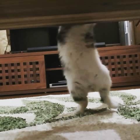takegaeruのインスタグラム：「魅惑のボディ❤️ #cat #scottishfold #猫 #スコティッシュフォールド #三毛スコ友の会」