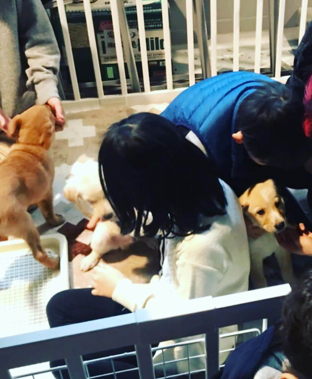 青木さやかさんのインスタグラム写真 - (青木さやかInstagram)「譲渡会にきてくださりありがとうございました。たくさんの里親さんに出会うことができました。幸せな1日でした。 #譲渡会 #里親募集 #犬 #猫 #保護犬 #保護猫 #twfの会 #FACTORY さん #世田谷区」1月14日 20時07分 - sayaka___aoki