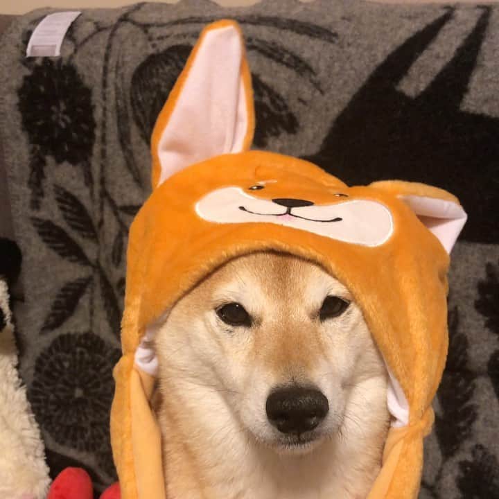 マロたんのインスタグラム：「Isn't this cool?😂 動じないマロたんと、笑って手ぶれする飼い主 今さらのやつ #shiba #shibainu #weeklyfluff」