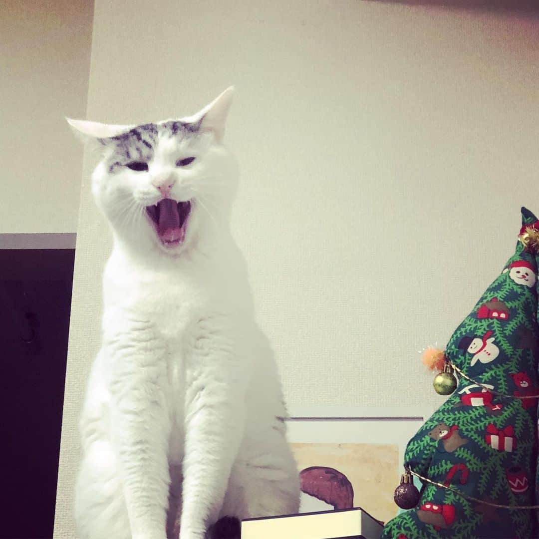 東出真緒さんのインスタグラム写真 - (東出真緒Instagram)「ご報告🙏🏻 チョーカー売上から三万円を 保護猫活動されている方に応援として寄付させて頂きました。 買ってくれたみんなのお陰です、ありがとうございました🙏🏻 . #うちのニノ君  #叫ぶ猫 #変顔 #保護猫 #ねこ #cat」1月14日 21時10分 - mao_bigmama_vn