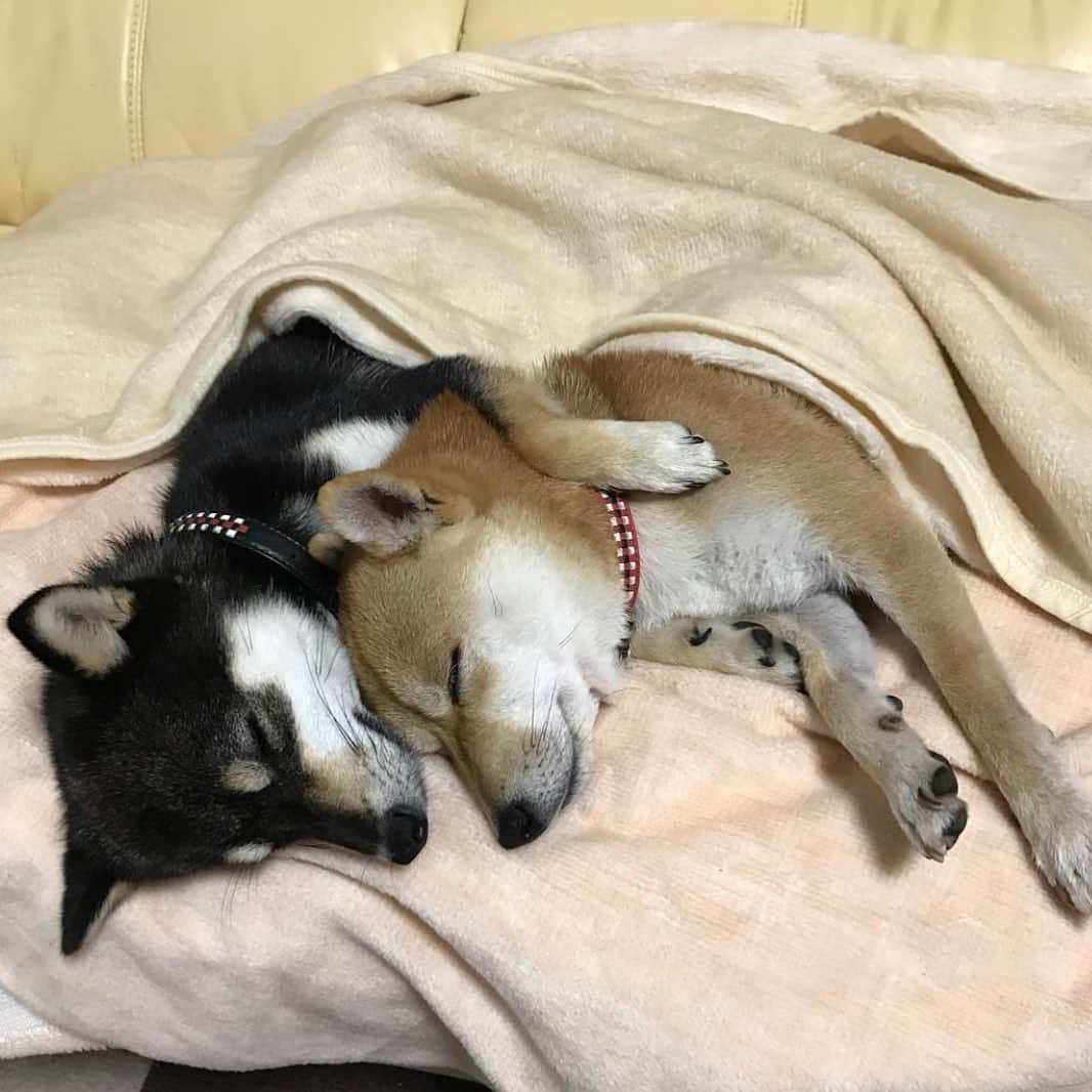 豆柴なつ&ふゆのインスタグラム