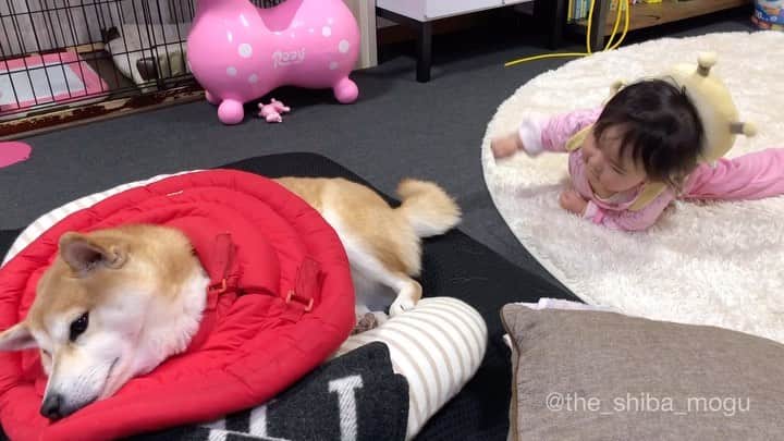 Moguのインスタグラム：「. ちょっかい出しながら通り過ぎる子分なの。 #板についたスルー力 #授乳クッションと柴犬 . @the_shiba_mogu  #柴犬 #shibainu #shiba#赤柴 #redshiba#犬 #dog#しばいぬ#nannydog#犬と子供#子供と犬#柴犬と子供#柴#赤ちゃんと犬#犬と赤ちゃん#柴犬と赤ちゃん#赤ちゃんと柴犬#柴犬のいる暮らし#子守犬」