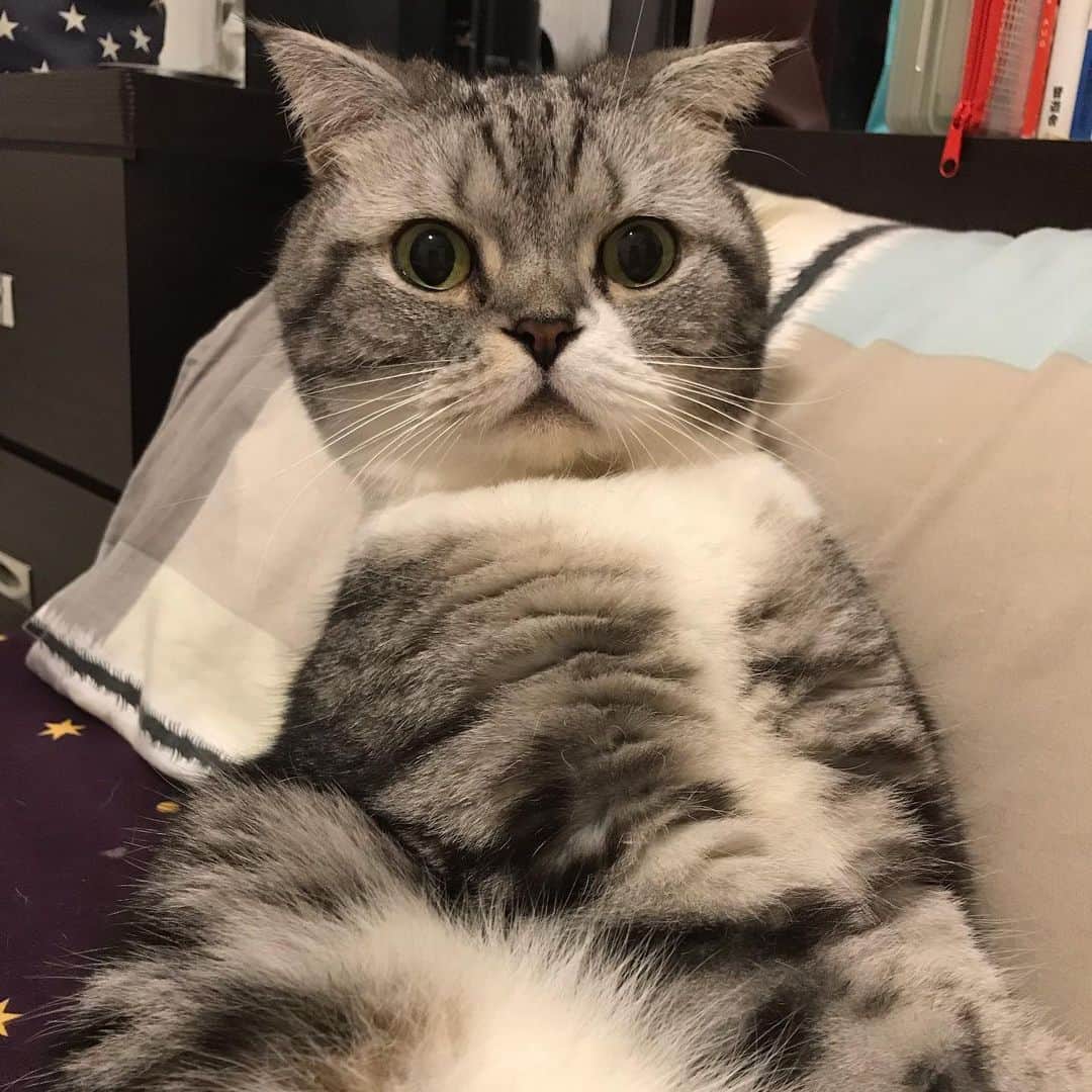 KATSUOのインスタグラム：「. 😺ひっこしたにゃす . 🐶わふ！ . #cat #catstagram #catsofinstagram #instacat #dog #dogsofinstagram #dogstagram #かつおとメイ  #テレビのど真ん前にペットシーツはあかん」