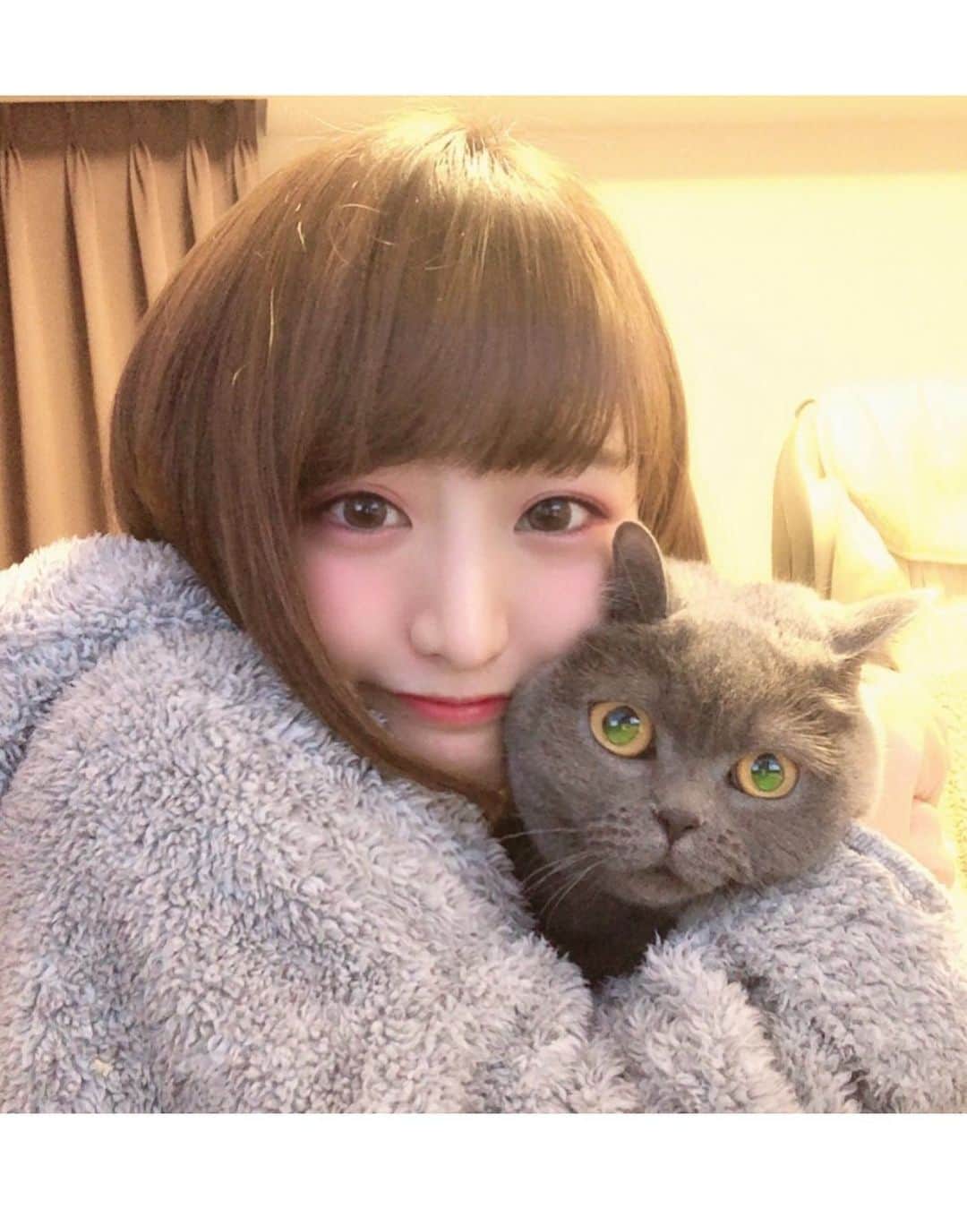 東なつ紀のインスタグラム：「ぶりちゃんぬ、すっごーい嫌なんですね、、、🥺 #一方的な愛情 #真顔 #多頭飼い #まさぶりあず #エキゾチックショートヘア #ブリティッシュショートヘア #マンチカン  #Munchkin  #exoticshorthair #britishshorthair #マンチカン短足  #ねこ  #ネコ  #子猫  #cat  #ネコ部  #短足  #猫モフー  #猫好きさんと繋がりたい  #猫のいる暮らし  #短脚猫 #曼基康猫 #ねこ休み展 に出たい」