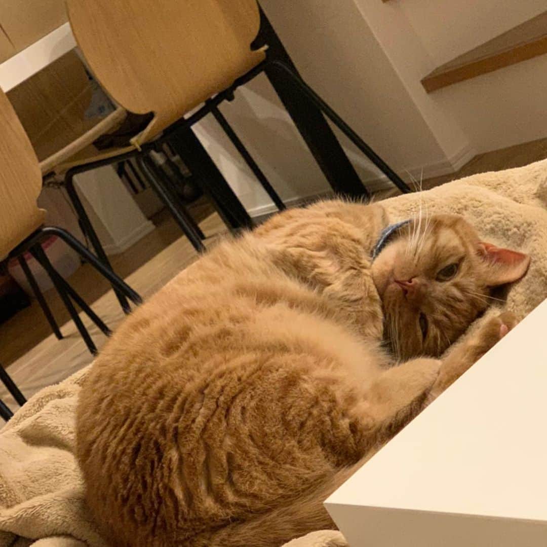 増渕竜義のインスタグラム：「最近のルーさん🐈 #猫#ねこ#ネコ#マンチカン#ルーさん」