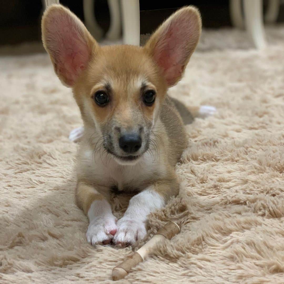 レイチェル・チャンさんのインスタグラム写真 - (レイチェル・チャンInstagram)「My puppy is growing up so fast! こんなに小さかったのに…2カ月でだいぶ大きくなりました。 #corgi #corgipuppy #basharthecorgi #コーギー　#成長したな #子犬　#成長記録」1月14日 22時55分 - rachelchanjpn