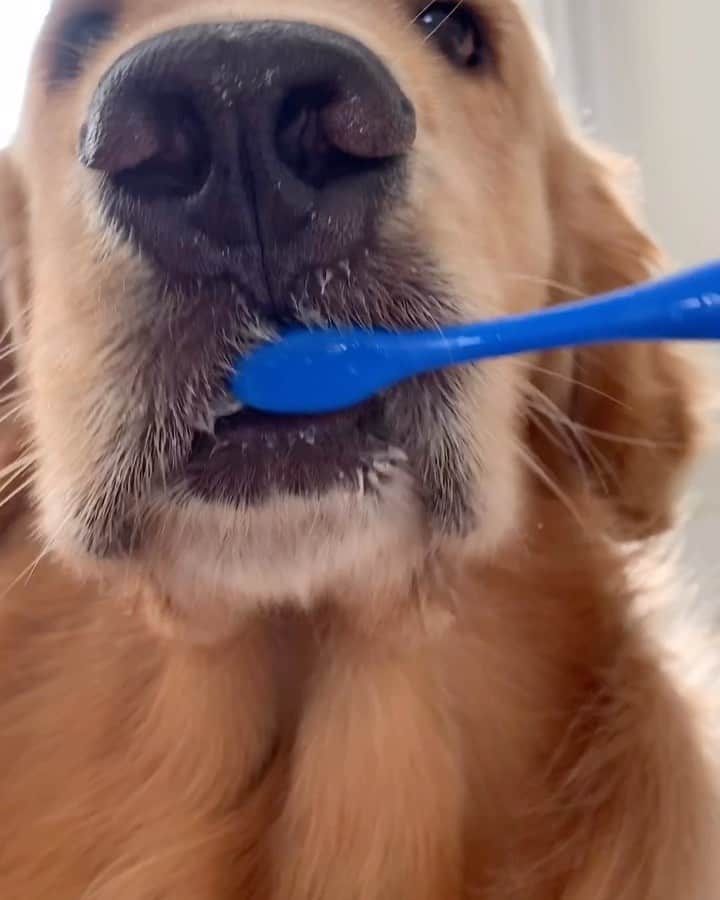 Bruna Unzuetaのインスタグラム：「Vcs escovam os dentineos dos nenéns? 🥰🦷 xic xic xic @afonsounzueta #goldenretriever」