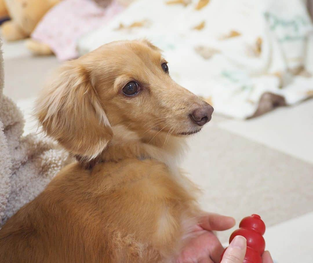 Sora Momoさんのインスタグラム写真 - (Sora MomoInstagram)「お姉ちゃんの膝の上のそら🐶🐾 ☺︎ え？なになに？ って振り返った顔がおもしろすぎる😂 ☺︎ #ギャップ笑#すまし顔#なになに#振り返った顔が笑える #かわうそ？#お口の周りが笑#ペロペロしてたな #ダックス#ミニチュアダックス #dachshund #miniaturedachshund」1月14日 23時40分 - teratera_sorapu_