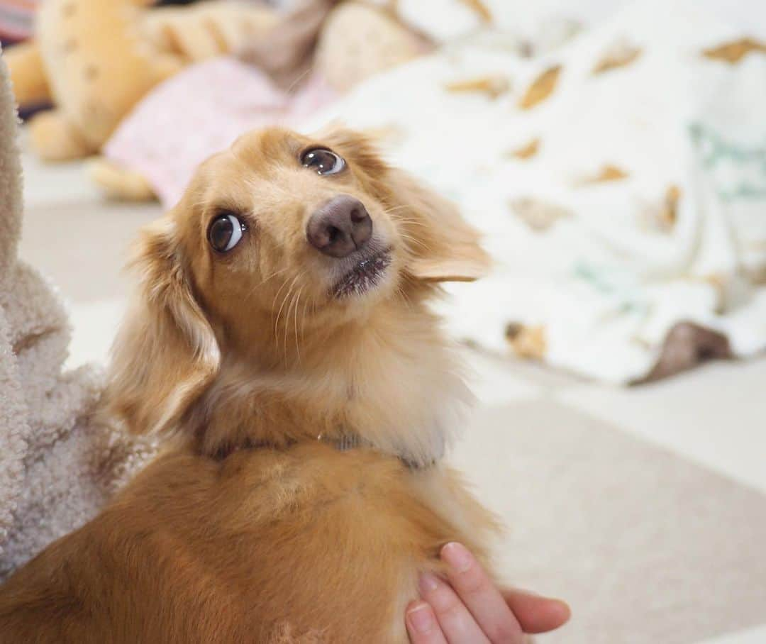 Sora Momoさんのインスタグラム写真 - (Sora MomoInstagram)「お姉ちゃんの膝の上のそら🐶🐾 ☺︎ え？なになに？ って振り返った顔がおもしろすぎる😂 ☺︎ #ギャップ笑#すまし顔#なになに#振り返った顔が笑える #かわうそ？#お口の周りが笑#ペロペロしてたな #ダックス#ミニチュアダックス #dachshund #miniaturedachshund」1月14日 23時40分 - teratera_sorapu_