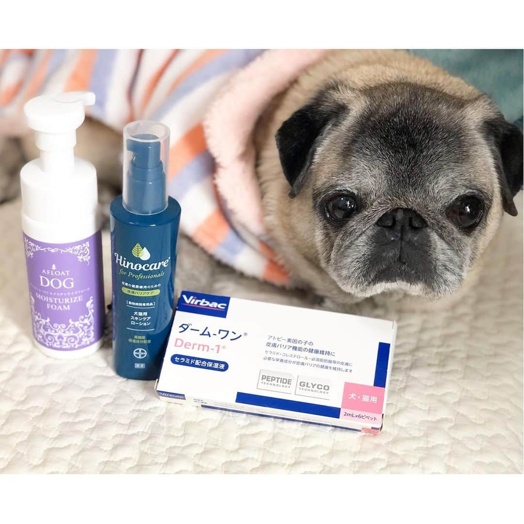 八兵衛さんのインスタグラム写真 - (八兵衛Instagram)「moisturizing agent for dogs🐶 * * 遅くなりました🙇🏻‍♀️ * * <保湿剤について> 今の季節に使用している 主な3品。 右から ①AFLOATDOG VETシリーズ モイスチャライズフォーム ②ヒノケアforプロフェッショナルズ スキンケアローション ③Virbac  ダーム-ワン * * * 我が家の今冬の 使用方法。(一年中同じではありません❗️) ①は毎日。 ボディーシートで綺麗にした後、保湿。泡で出てきて、簡単に身体につけやすい。 ベタベタしないので全身につける基本の一本にしてます。 江角先生( @mariko_esumi_vet )は セミナーで「保湿は毎日」とおっしゃっていました📝 * * ②乳液タイプで2,3日保湿効果が持続すると言われています。 全身に使うというより 乾燥の目立つ場所にポイント的に使用するということを想定していると ヒノケアのブースのスタッフさんが教えてくれました。 八兵衛は特に乾燥が強い場所(アゴ、目の周り、首元、脇、お尻まわり、足先など)に使用。シャンプー後と、あとは2,3日おきに使用。 * * ③上記を使用中もある時期から乾燥、フケが多くなり、 今回は栄養状態が関わっているだろうと認識していましたが(下痢手前の軟便がひと月以上続き、痩せてしまいました。現在は回復中)、 他の病気も抱えているため食事を変更したり、追加するのは控えたかったので、試しにスペシャルケアとして導入。 薄い乳白色をした液体です。さらっとしています。 小さなピペットなので、 入浴後に、首元、脇、お腹周り、腰、足先に毛をかき分けて肌に垂らして使用。 * * * シャンプー後でいうと 体の前面を③→②の順番で必要な場所をそれぞれケア。 背面も③→②の順番で必要な場所をそれぞれケア。 その他塗布していない場所(広範囲)を①でケア。という感じです。 * *  コスト的には ①→②→③の順番です。 (※3つともエビデンスのある商品ですが 獣医さんと相談の上 使用なさってくださいね🙇🏻‍♀️) * * これは使用の一例です。 今は落ち着いていますが コンディションが変われば 使用アイテムも変えていきます。 なので、おうちのわんちゃんに こちらが絶対オススメ！ということではありません。 私も含め、誰々が使っていたから、 という口コミを鵜呑みにするのはリスクがあると思います😵 その子の年齢、病気、栄養状態、普段のスキンケア方法などで皮膚の状態はそれぞれ違います。 商品名だけが一人歩きして その子にはあまり合っていないのに 使用してしまうと、症状を悪化させてしまったり、 また使用方法やスキンケア方法が間違っていれば効果が期待できず、お金が無駄になったり。。 * * 保湿剤は大切ですが、 洗浄方法も大切です。 江角先生も推奨されている　#泡洗い をお勧めします。 シャンプー原液をかけゴシゴシ洗う方法では肌のバリア機能を壊します。 バリア機能を壊して、 保湿剤をつけても効果が得られにくいのはお分かりいただけると思います。 * * * * パグって脂多いイメージで 保湿なんていらないんじゃないか？と 思って、ずっと薬用シャンプーのみで コンディショナーも無し、日々の保湿も無しで何年も過ごしてきました🤦🏻‍♀️ 八兵衛は昔から膿皮症やマラセチアトラブルがありますが、 病院では とにかく薬用シャンプーを使用して、落とす、消毒、よく乾かす、と言われてきました💧 * * 犬もスキンケアが重要と言われ始め認識されたのはここ数年とのこと。 洗浄(優しく、適切に落とす)、 そして保湿。 皮膚のバリアを守ることで 皮膚トラブルが発生しにくくなります。 * * 例として アフロートドッグvetさんのセミナー資料を参考にさせていただくと、 マラセチア用の薬用シャンプーで洗浄した皮膚(保湿無し)と クレンジングオイル、低刺激シャンプーで洗浄した皮膚に保湿剤をつけた皮膚とでは 後者のほうがシャンプー後1週間の菌体減少率が大幅に大きい、というデータがあります。 これは何を意味しているかというと 肌のバリア機能を守ってあげるということは外部の刺激や感染からも 強くなる、ということだと思います。 人間のスキンケアを考えたときには 容易に想像できるのに 何故今まで気づかない飼い主😩💦 * * 若い時とおじいちゃんになった今では肌質も違う。 年齢、季節、その時々のコンディションに応じて、ケアアイテムの組み合わせ、ケア方法はその子に合わせて変えていくことが必要に思います。 * * * 皮膚のことに関しては 江角先生の所属先の インスタをぜひご一読ください🙇🏻‍♀️ @pet_skin * * * ストーリーに保湿アイテムの商品説明 まとめました。 * *  #ほぼ黒パグ #おじいちゃん犬 #pug #puggy #puglife #puglove #petstagram #pugstagram #pugsofinstagram #pugs #dog #ふわもこ部  @igersjp #IGersJP #east_dog_japan #pecoイヌ部 #八兵衛 #はちべえ #朝ワンコ夕ニャンコ」1月14日 23時50分 - huxxi