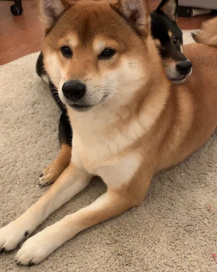 ?Fricko the Shiba Inu?のインスタグラム：「Henlo hooman, this is our new trick for begging treats 😎 🐾 🐾 🐾 #FrickoandKeaton #🐶 #☀️ #shiba #shibainu #dog #柴犬 #赤柴 #黒柴  #adorable #shibalovers #shibaholics  #dogoftheday  #weeklyfluff #aww #dogstagram  #dogscorner #puppiesofinstagram #shibapuppy」