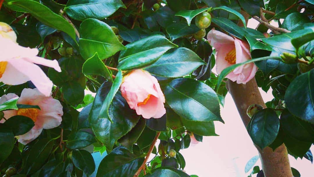 藤純さんのインスタグラム写真 - (藤純Instagram)「実家の椿が咲き始めた様子。 最近母がLINEをはじめて、今日は写真を送ってくれた。 構図が謎で母らしい。」1月15日 0時35分 - fujijunrox