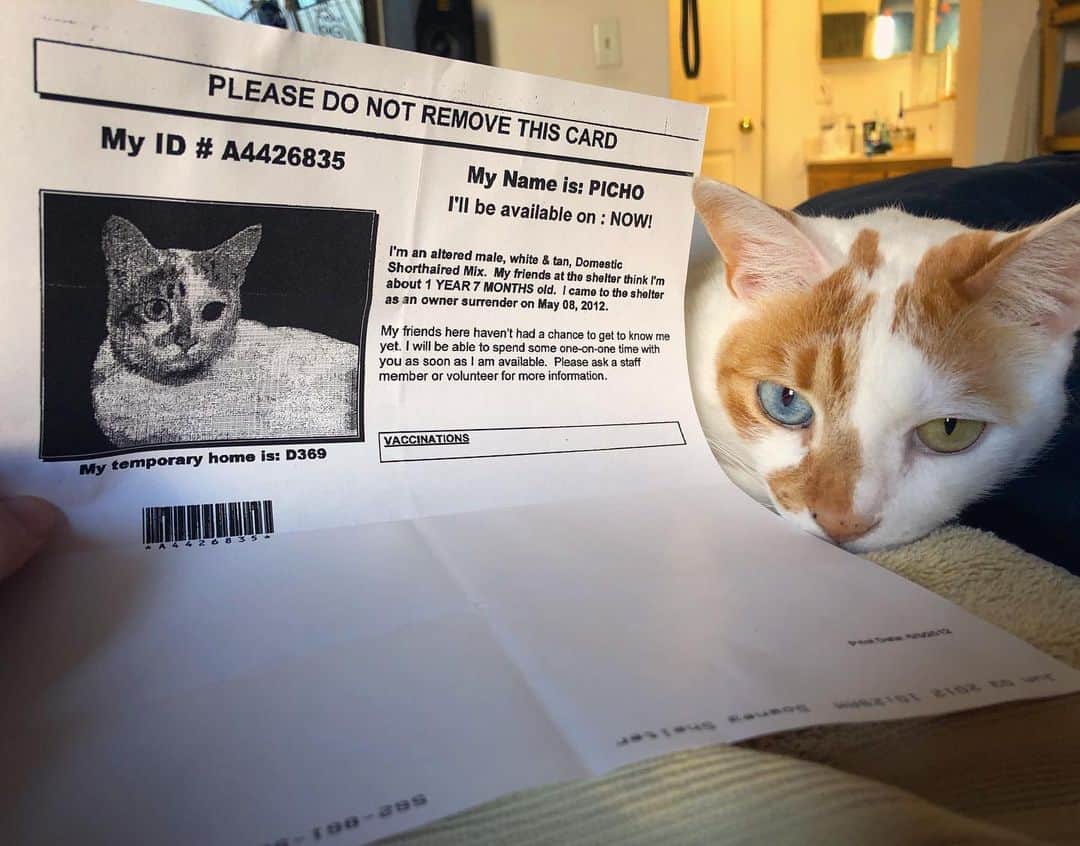 Richard Kittyさんのインスタグラム写真 - (Richard KittyInstagram)「I was going through old files and found Richard’s original adoption card from Downey Shelter. I adopted him on June 3, 2012, and this paper says he was surrendered on May 8! I didn’t realize until now that he’d been at the shelter for almost a month. I remember asking the volunteer if I could come back next week (I needed time to think it over, I wasn’t planning on adopting a cat that day). Her response makes sense to me now: “he won’t last here that long...” she said. If no one adopted him soon, then... 💀 😔 They were calling him Picho at the shelter, but I wanted to give him a new start, albeit with a phonetically similar name so he wouldn’t be too confused since he was already a year-and-a-half old, so I called him Richard ❤️ This year, he’ll be 9 years old! 🎂 If you’re thinking of adopting, I’m a big fan of adopting adult animals. They’ve outgrown the juvenile phase, and their personalities are more clear. Since most people want kittens/puppies, the adults often have a much harder time finding homes, and they will really, really appreciate the love you give them.」1月15日 1時41分 - richard_kitty