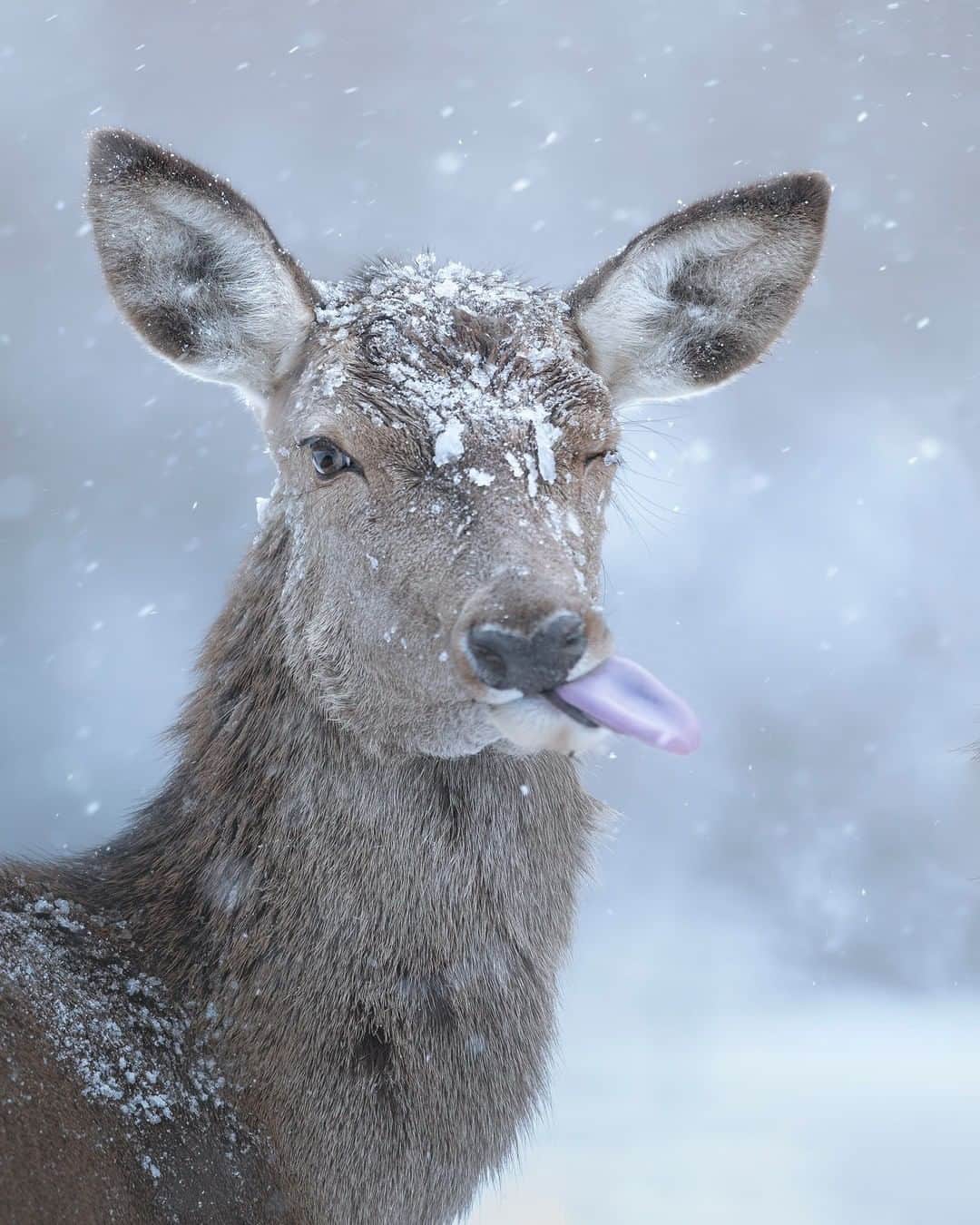 Discoveryさんのインスタグラム写真 - (DiscoveryInstagram)「Tastes like Tuesday. 😜 📸 by Michele Bavassano (@michele_bavassano) . . . . #adventure #travel #nature #photography #photooftheday #naturephotography #instagood #wildlifeIG #explore #naturelovers #tongueout #tongueouttuesday #tt #tuesday #lol #funny」1月15日 2時33分 - discovery