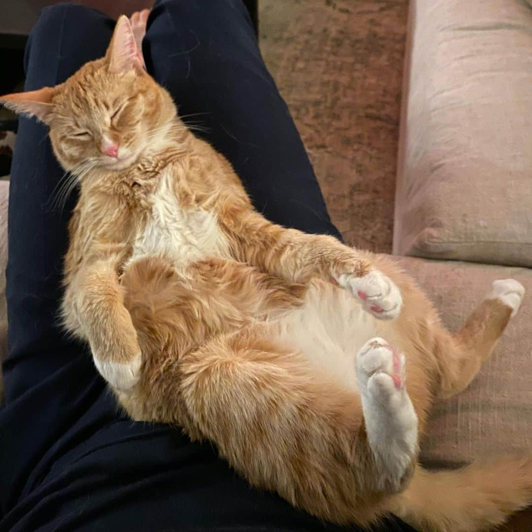 デレク・ハフさんのインスタグラム写真 - (デレク・ハフInstagram)「Is this normal for cats to fall asleep like this ? Asking for a friend who likes cats 🐈 #notacatperson #palito」1月15日 2時39分 - derekhough