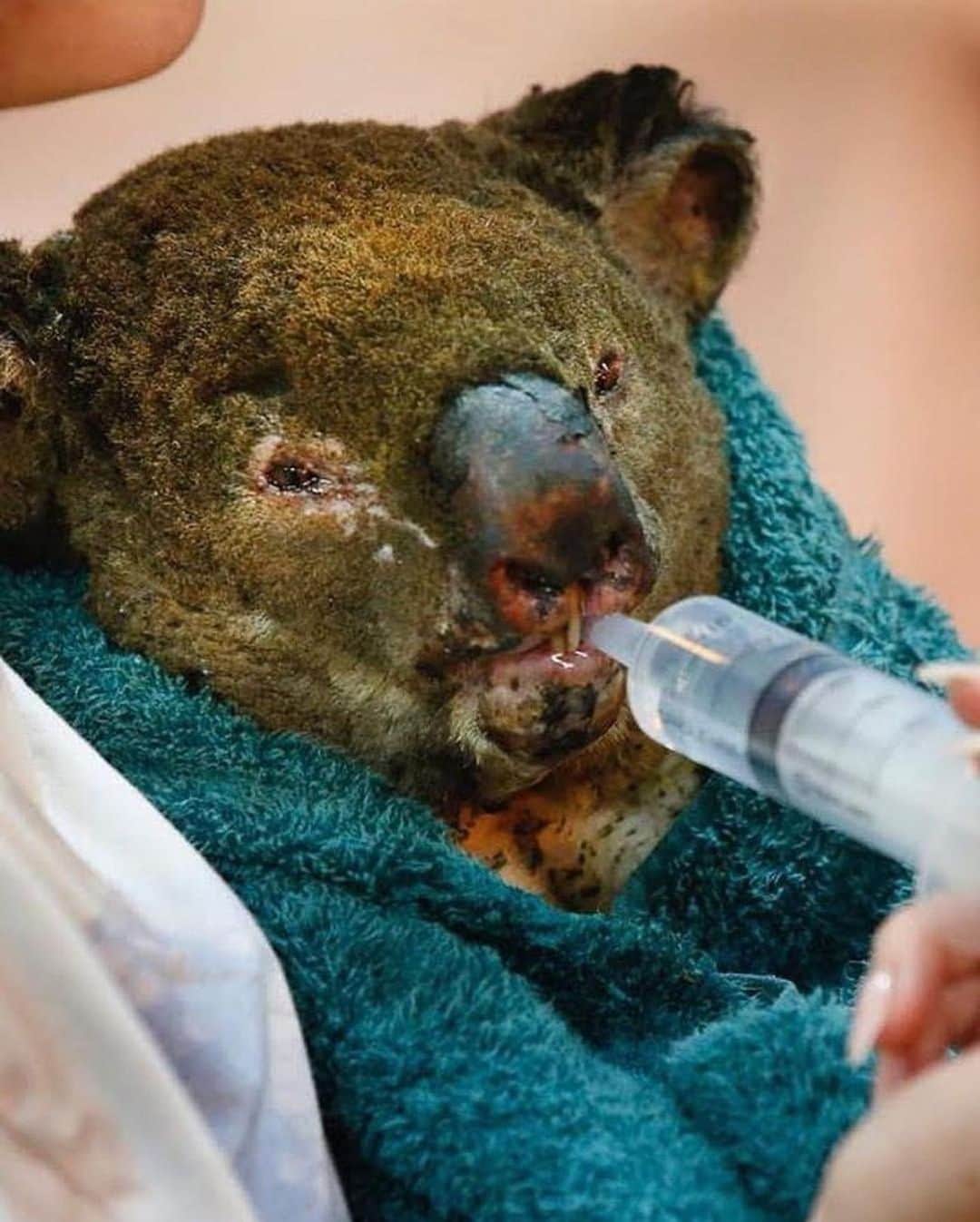Awesome Wonderful Natureさんのインスタグラム写真 - (Awesome Wonderful NatureInstagram)「Please share these photos with your followers and help us save wildlife. — It’s been estimated that around 1.25 billion animals have been killed across Australia to date. This includes thousands of koalas and other iconic species such as kangaroos, wallabies, kookaburras, cockatoos and honeyeaters burnt alive, and many thousands more injured and homeless.  The Australian fire is greatly worsening the species extinction crisis we’re already facing. And this is just the beginning.  We NEED your support. SHOP NOW link in bio on @fantastic_earth to get a cuddly Koala, while all profits will go directly to @wireswildliferescue their Wildlife Emergency Fund is helping rescue wildlife in danger right now! Or you can donate directly to wires.org.au  With your help, @discoverwildlife raised over $40’000 AUD to Wires. Thanks for your support everyone! - Photos by @david.caird & @davidmariuzphoto| #savethewildlife」1月15日 3時02分 - fantastic_earth