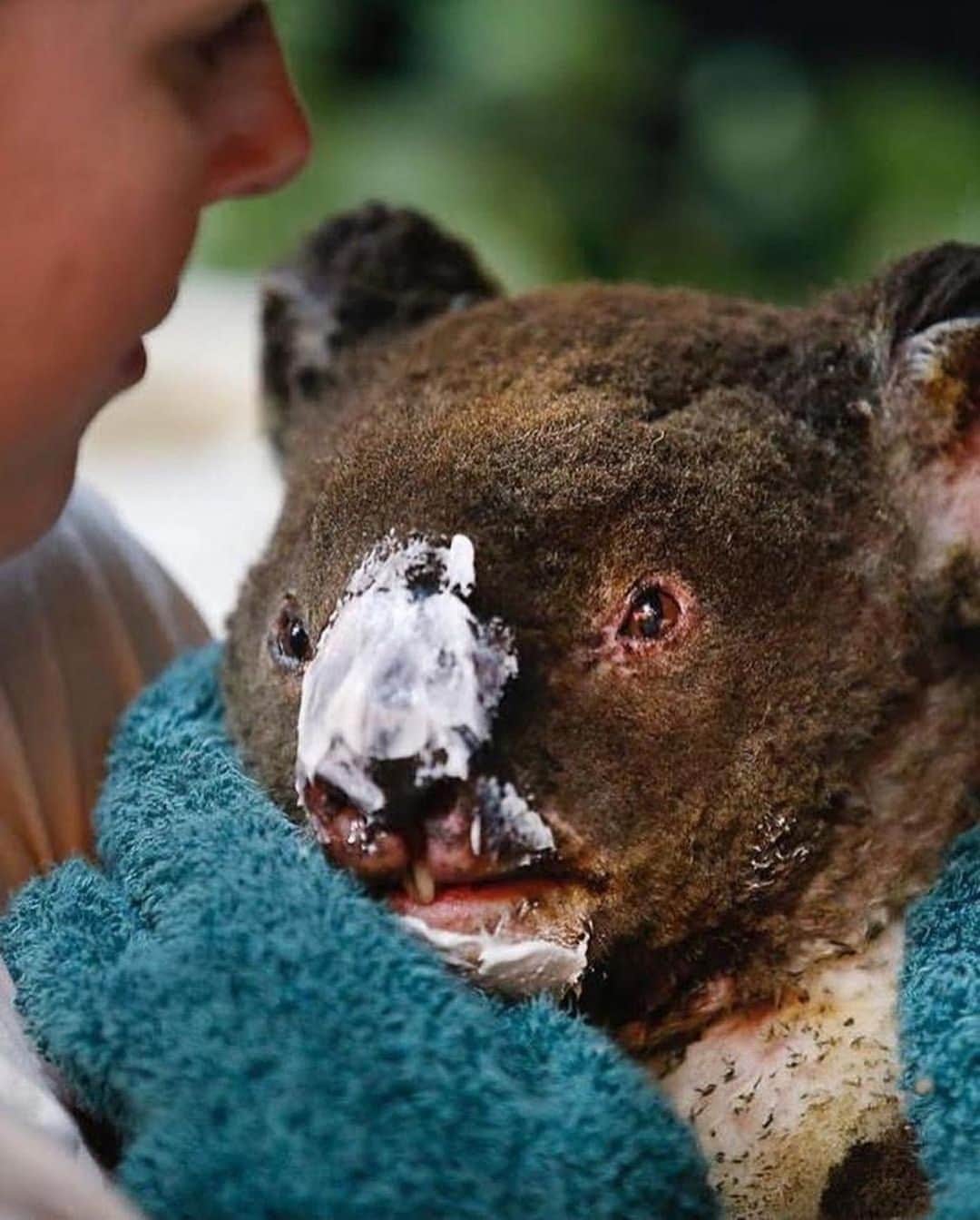 Awesome Wonderful Natureさんのインスタグラム写真 - (Awesome Wonderful NatureInstagram)「Please share these photos with your followers and help us save wildlife. — It’s been estimated that around 1.25 billion animals have been killed across Australia to date. This includes thousands of koalas and other iconic species such as kangaroos, wallabies, kookaburras, cockatoos and honeyeaters burnt alive, and many thousands more injured and homeless.  The Australian fire is greatly worsening the species extinction crisis we’re already facing. And this is just the beginning.  We NEED your support. SHOP NOW link in bio on @fantastic_earth to get a cuddly Koala, while all profits will go directly to @wireswildliferescue their Wildlife Emergency Fund is helping rescue wildlife in danger right now! Or you can donate directly to wires.org.au  With your help, @discoverwildlife raised over $40’000 AUD to Wires. Thanks for your support everyone! - Photos by @david.caird & @davidmariuzphoto| #savethewildlife」1月15日 3時02分 - fantastic_earth