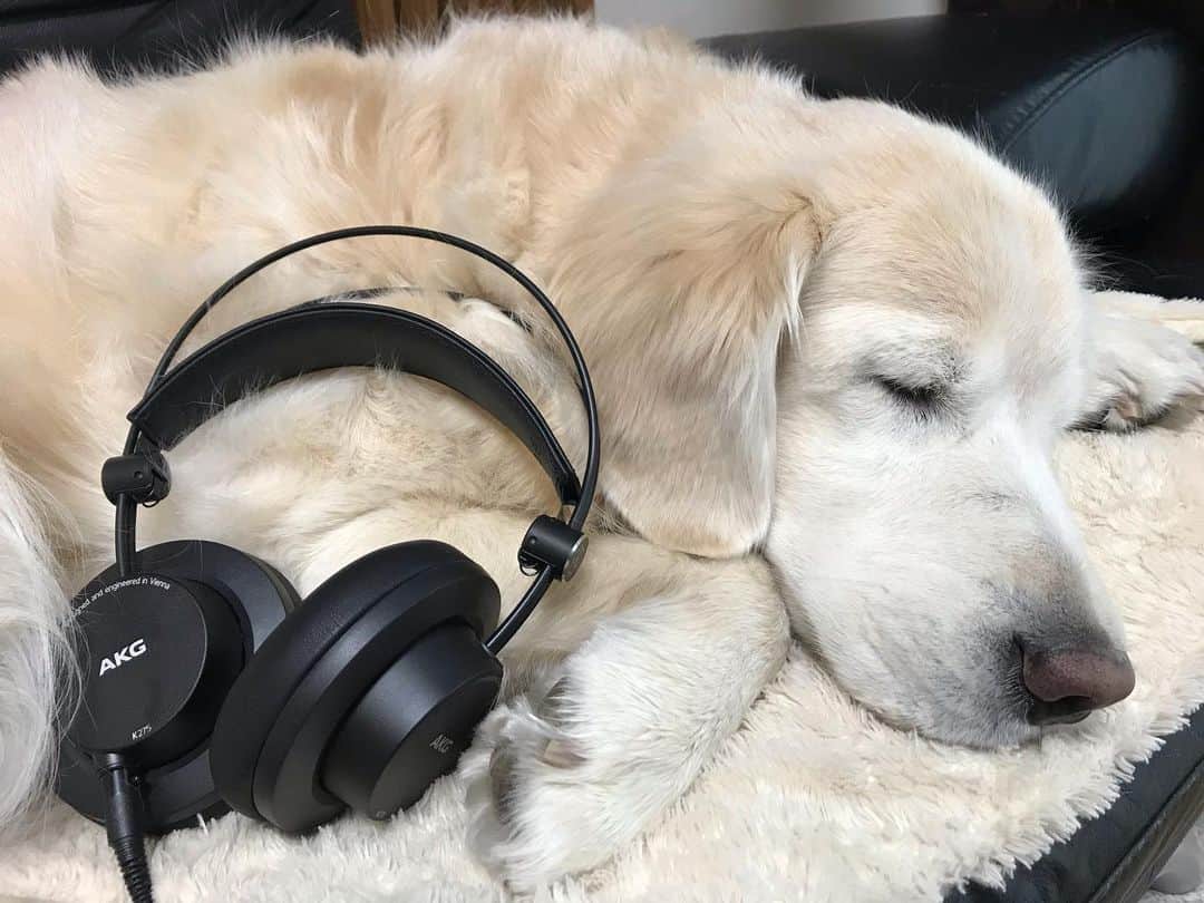 ながしまみのりのインスタグラム：「My new headphones🎧﻿ ・﻿ #AKG﻿ #headphone #goldenretriever」