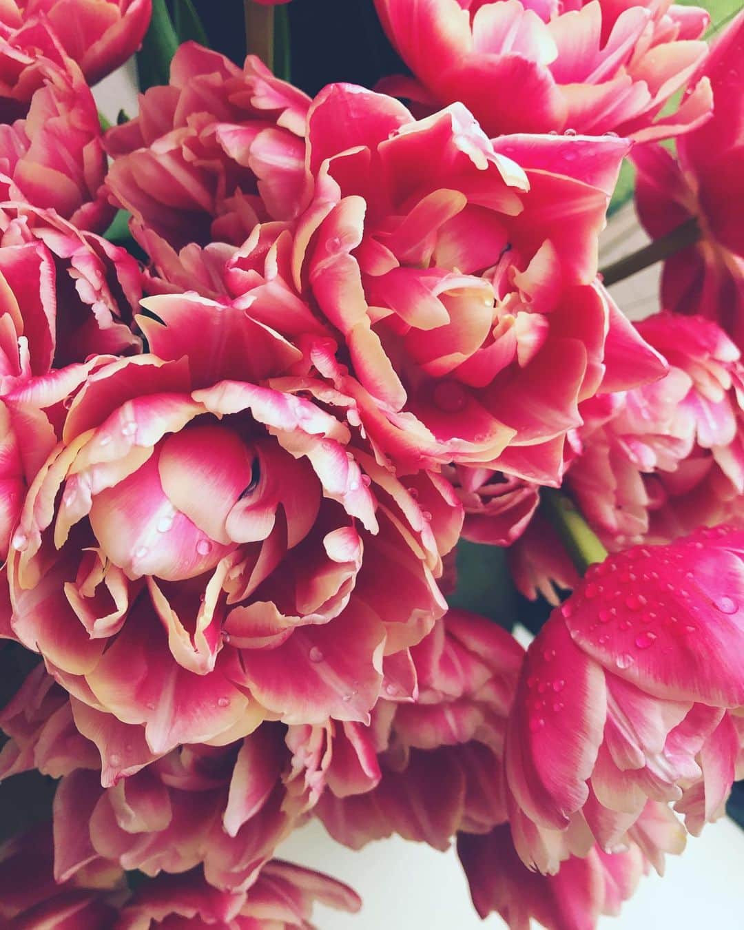 のインスタグラム：「今朝は、開けていた窓から入った雨露がころんとのった花びらにみずみずしい気持ちをもらいました。 今日も朝から撮影をしています。 今日は夜まで長丁場。 #雨露 雨上がり、気持ちいい晴空の中、次男の願書をだしました。 郵便局でお願いするときに、思わず封筒に手を合わせてしまった。 桜を思い描きながら🌸🌸🌸」