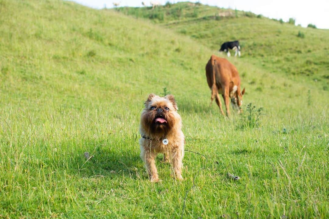 Digby & Aloのインスタグラム：「“Don’t have a cow, man.” - Digby」