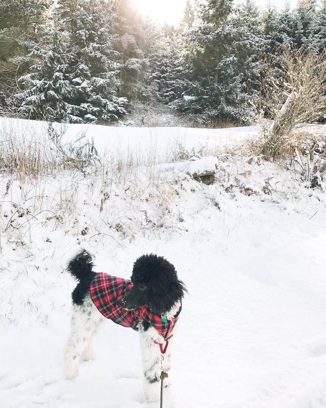 Robin May Flemingのインスタグラム：「Feeling the way that only snow can make me feel. ✨」