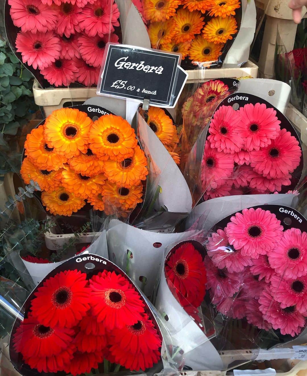 芽朗さんのインスタグラム写真 - (芽朗Instagram)「ロンドンで日曜日の朝だけ開催されているColumbia Road Flower Marketへ。 もう、最っっ高に楽しかった。 marketの近くの道を通ると、すでにお花の良い匂いが街に漂っていて🌷近くに住んでいたら必ず毎週通うのにっ。  奇跡的に裏側に住んでた　@pe_la_chan にも会えて嬉しかった🥺❤️ #mellowfukushimatrip  #flower#mellowfukushima  #columbiaroadflowermarket #dsfloral」1月15日 6時41分 - mellowfukushima