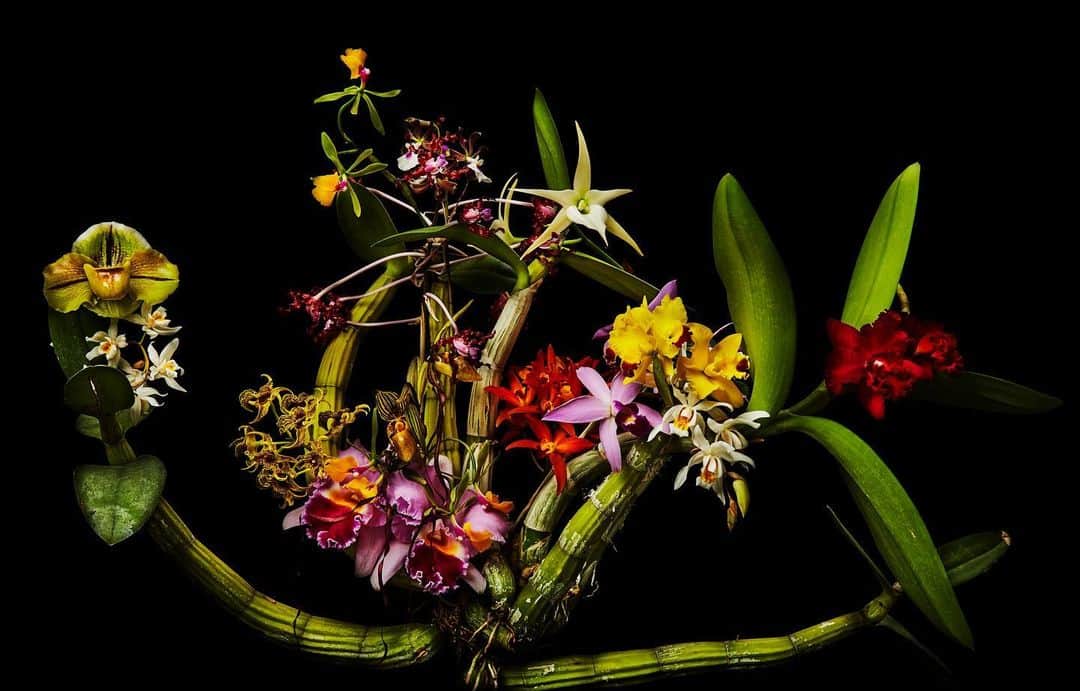 椎木俊介のインスタグラム：「Flowers #東信花樹研究所 #東信 #shiinokishunsuke #makotoazuma #azumamakoto #amkk #amkkproject #flowers #flowerart」
