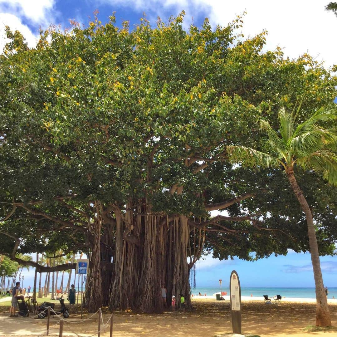 Belle Vie Hawaiiさんのインスタグラム写真 - (Belle Vie HawaiiInstagram)「ワイキキビーチのバニヤンツリー🌳﻿ 手前のヤシの木が小さく見えます😄﻿ ﻿ ﻿ ﻿ ﻿ ﻿ #belleviehawaii #hawaii﻿ #waikiki #waikikibeach﻿ #aloha #honolulu﻿ #banyantree #kalakauaave﻿ #oahuhawaii #oahulife﻿ #hawaiilife #honoluluhawaii﻿ #ハワイ #ベルヴィー﻿ #ハワイ旅行 #ハワイ好き﻿ #ハワイ大好き #アロハ﻿ #バニヤンツリー #バニアンツリー﻿ #ハワイ土産 #ハワイ行きたい﻿ #ハワイのお土産 #ハワイアン﻿ #ワイキキ #ワイキキビーチ﻿ #ホノルル #ハワイ生活﻿ #ハワイ好きな人と繋がりたい」1月15日 7時12分 - belleviehawaii