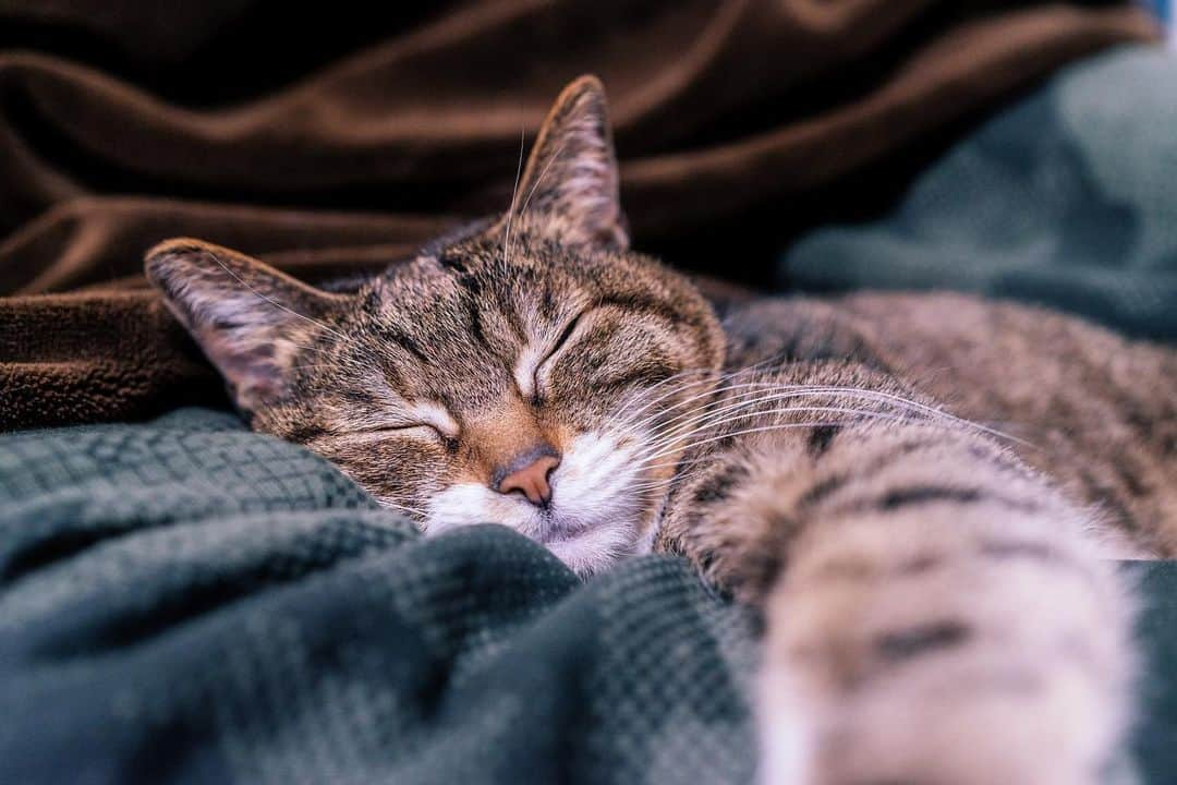 Sakiさんのインスタグラム写真 - (SakiInstagram)「* Hi guys. So this morning when I woke up, I somehow felt it was Saturday😨 There're like 4 more days......... I wanna sleep more with this little girl😭 . おはよーございます。 朝起きて一瞬土曜日と勘違いしましたYO💦 まだ4日くらいあるしね。。。 ルーさんと一緒に寝ていたい‼️ #元野良猫部 #元野良もカワイイ説普及隊 *」1月15日 7時07分 - rubyeve12