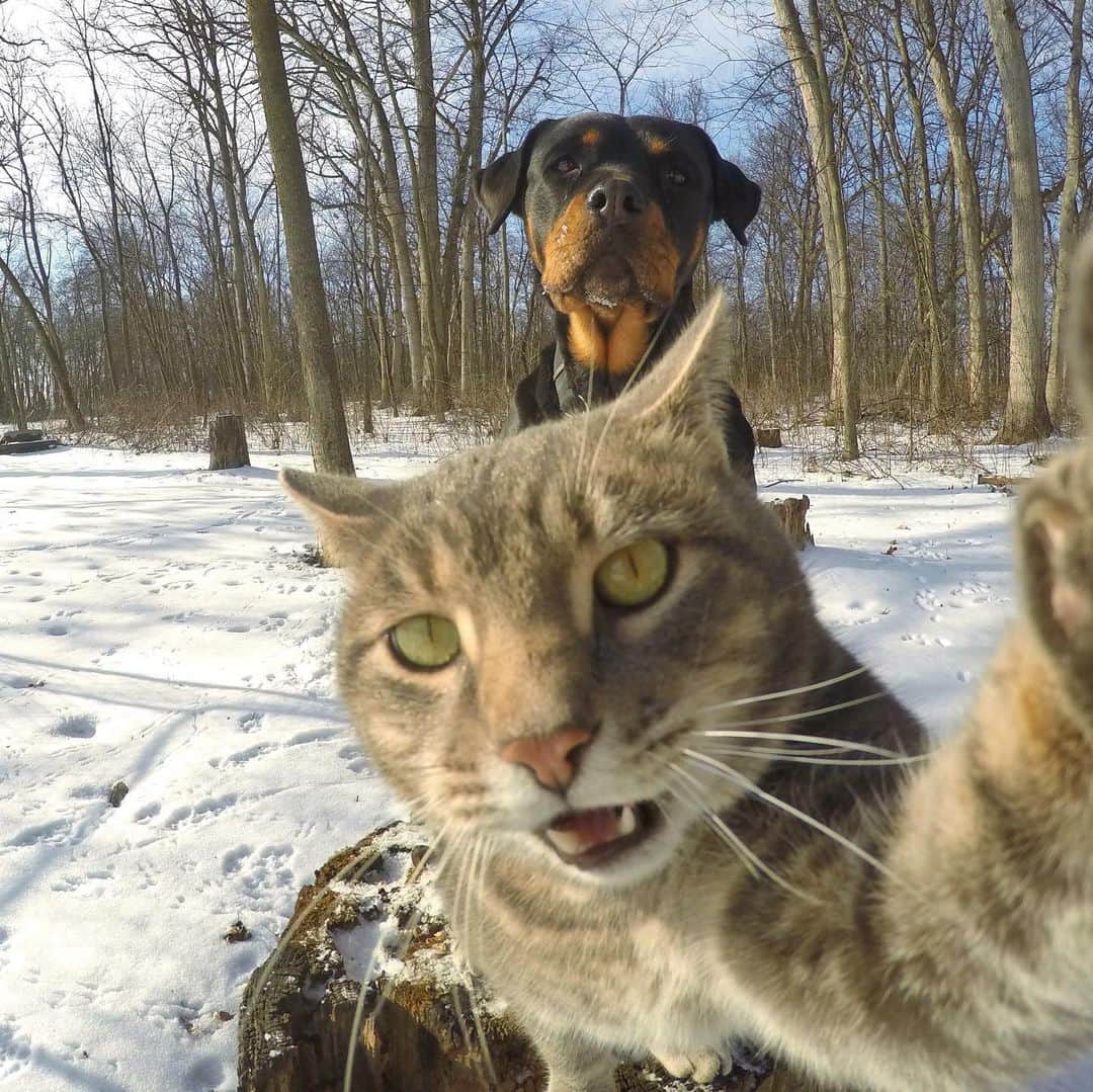 マニーのインスタグラム：「1, 2, or 3? 😸 #GoPro」