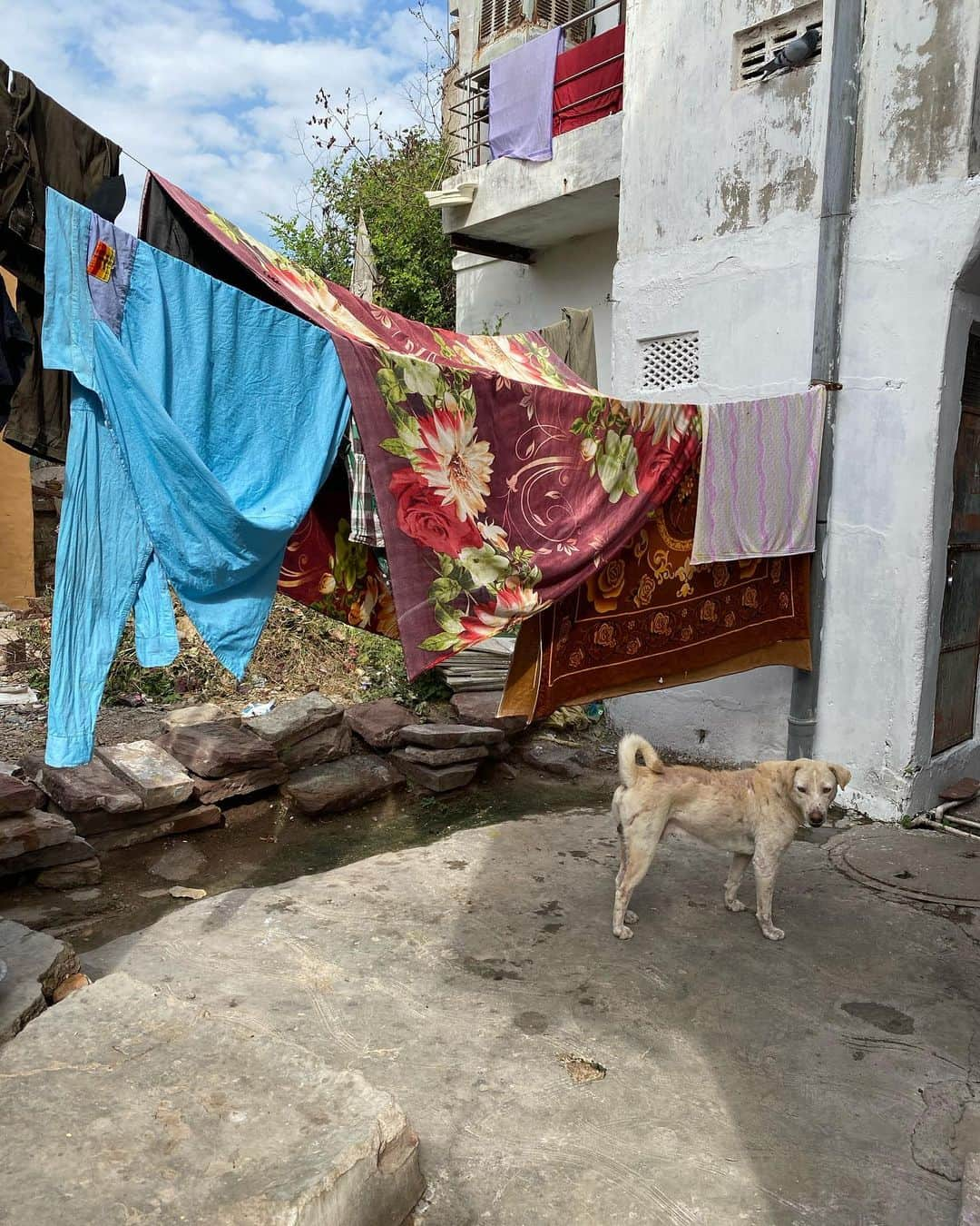 水原希子 さんのインスタグラム写真 - (水原希子 Instagram)「@brasute_hulu 🌏🚶🏻‍♀️❣️ Memories in magical India, Varanasi and Jodhpur 💙 ブラを捨て旅に出ようの撮影で 初めて訪れたインド🐮 バラナシとジョードプル 心が震えた瞬間、いっぱいあったなぁ。神秘。 ブラ捨ては1月24日からHuluで独占配信！ 本当に沢山の方に見て頂きたいです❣️ @hulu_japan  #ブラを捨て旅に出よう #kikosinfinitejourney」1月15日 14時12分 - i_am_kiko