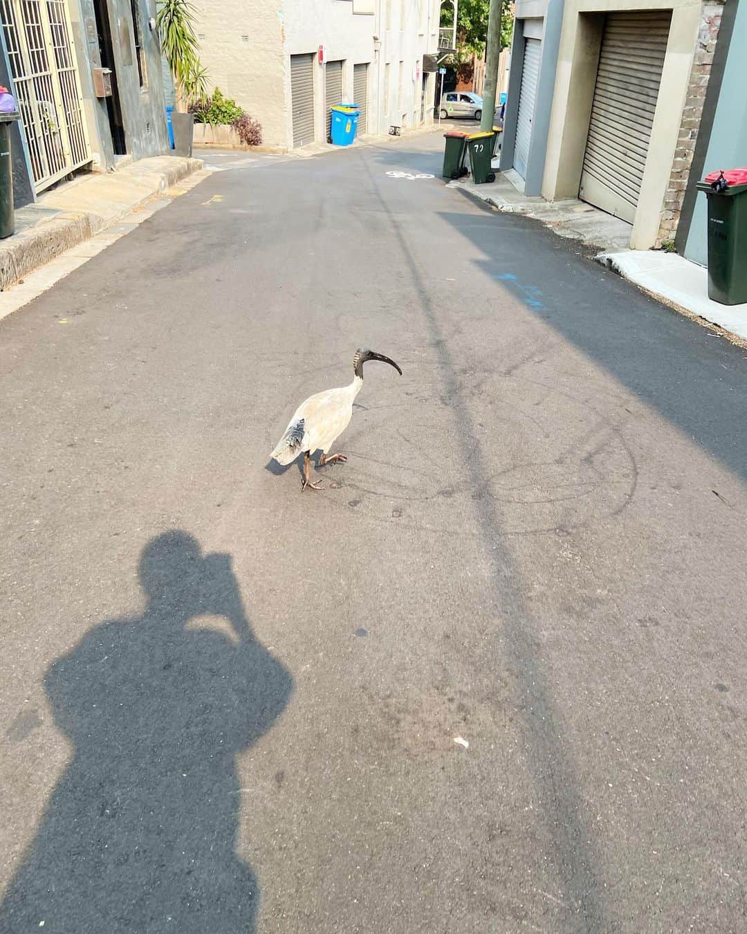 荒尾茉紀さんのインスタグラム写真 - (荒尾茉紀Instagram)「通学路にいつもいる。🐦 #sydney #鳥 #苦手w #留学 #肩こりひどい」1月15日 14時08分 - maki.arao