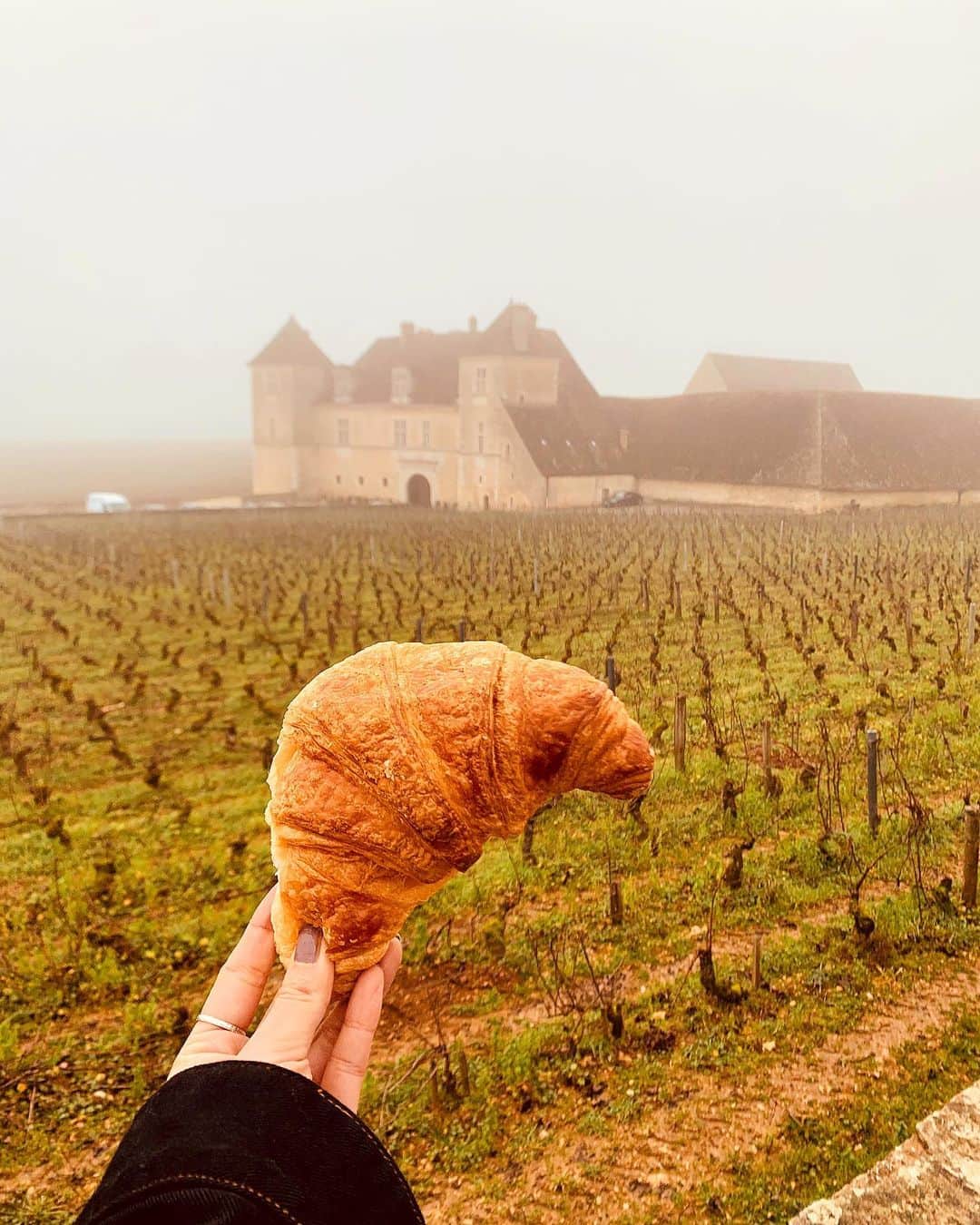 西内ひろさんのインスタグラム写真 - (西内ひろInstagram)「This croissant delicious even when cold🥐🥖🥪 冷えたクロワッサンでも、しっとりして美味しい💕🥐🏰 #dijon #Bourgogne #croissant #france  #wine #travel  #フランス　#クロワッサン　#ワイナリー　#ブルゴーニュ」1月15日 9時00分 - 0214hiro