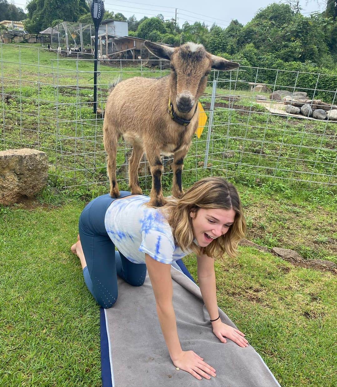 Monica Churchさんのインスタグラム写真 - (Monica ChurchInstagram)「If you’re going to try yoga for the first time you might as well add some goats to the mix!」1月15日 9時00分 - monicachurch