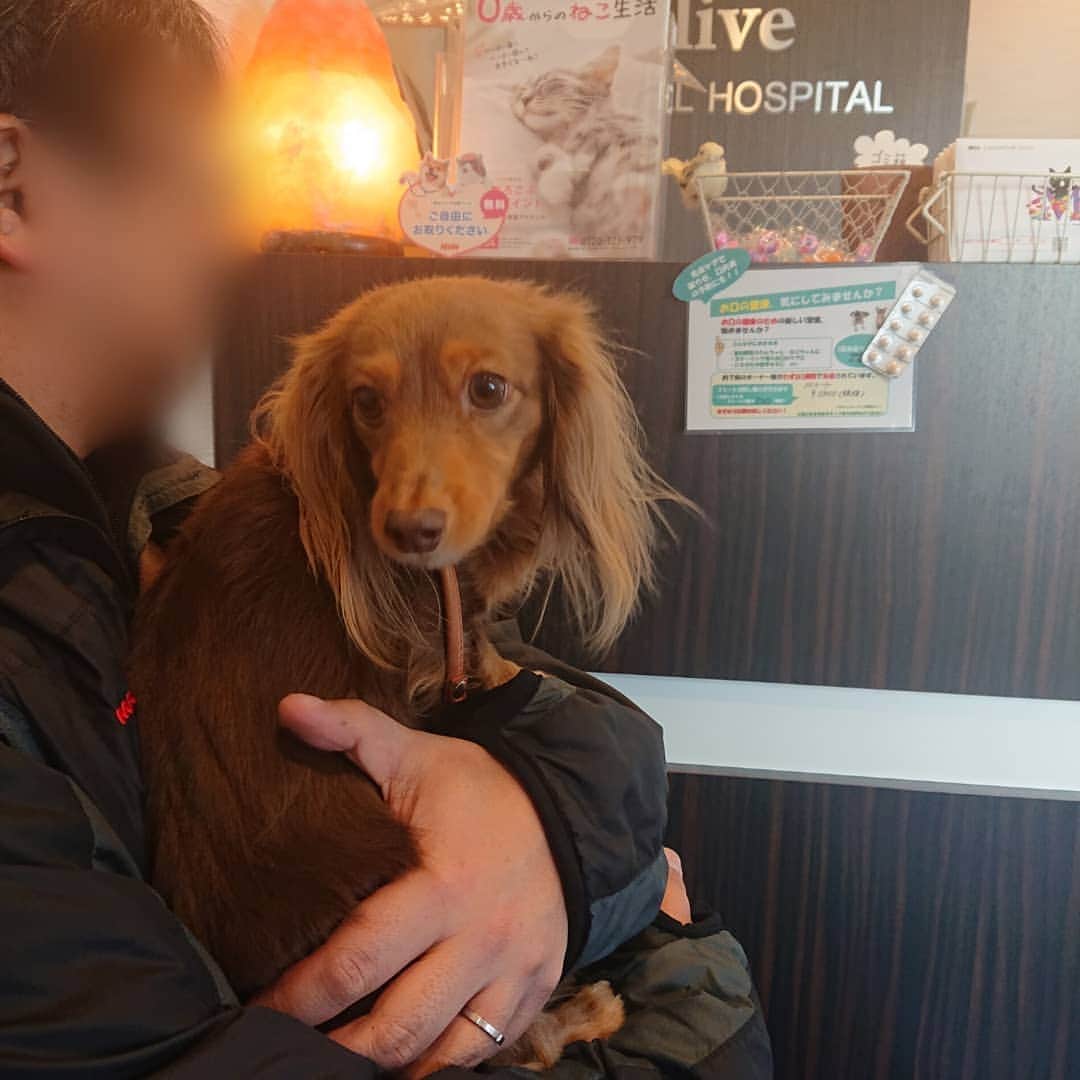 くるみんのインスタグラム：「* こむぎさんの病院に付いてきたあずきちゃん。 2週に1度の肛門腺しぼりしました  #カニンヘンダックスフント #カニンヘン #カニンヘンダックス #カニンヘンダックスフンドの日常 #カニンヘンダックスフンド #チョコタンダックス #チョコタン #ダックス多頭飼い #ダックスフンドカニンヘン #ダックスフント #ダックスフンド #ダックス #わんこなしでは生きていけません会 #いぬばか部 #いぬすたぐらむ #短足部 #動物病院 #肛門腺絞り #all_dog_japan #east_dog_japan #dachshundgram #dachshund #dogstagram #instagramdog #instadachs #inustagram #kyounodachs #todayswanko #7pets_1day #instadog」