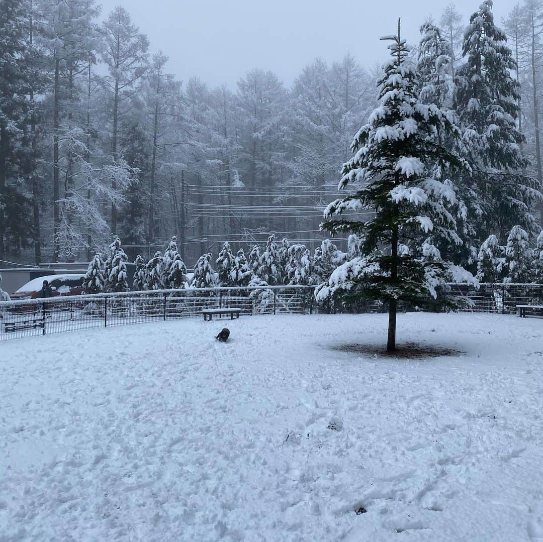 奈美悦子さんのインスタグラム写真 - (奈美悦子Instagram)「河口湖は雪〜！クッキーは大喜び！#雪#河口湖#レジーナリゾート#クッキー#楽しいね#キャバリア#キャバリアキングチャールズスパニエル #ブラックタン」1月15日 9時42分 - nami.etsuko