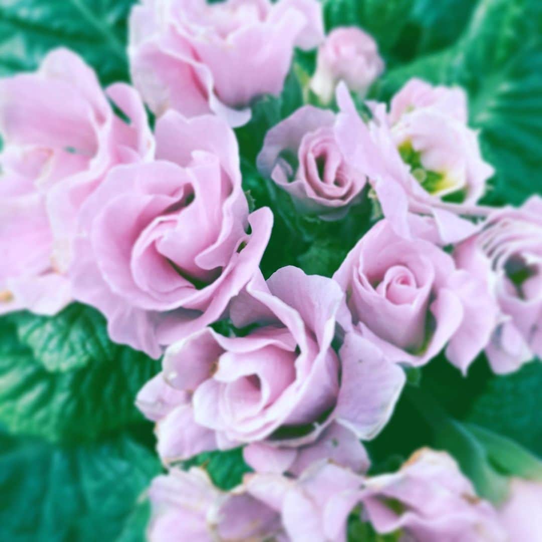 のインスタグラム：「#flower #flowersoflife #pink #love #nicetobewithyou」