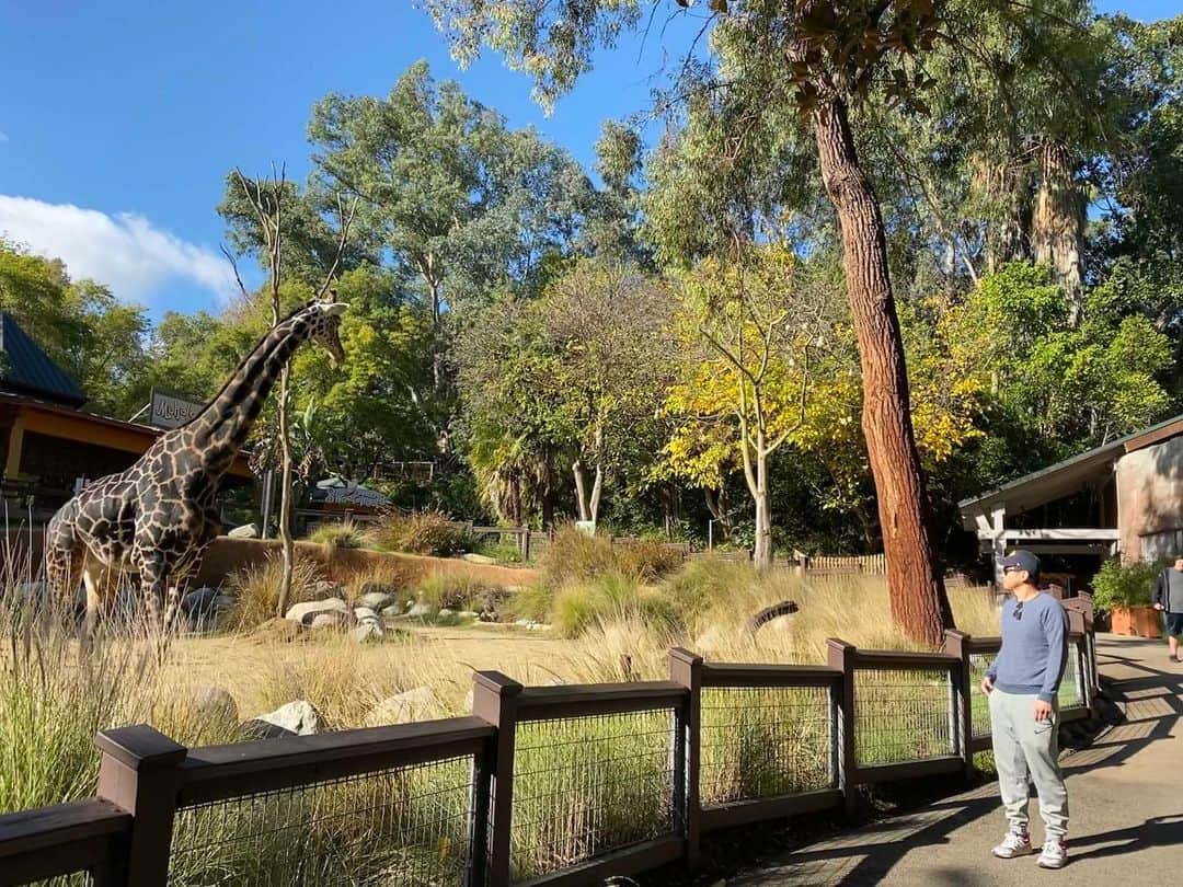 キー・ホン・リーのインスタグラム：「Giraffing all the wrong questions... #weakpuns #giraffe」