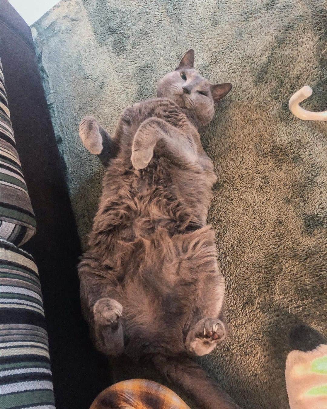MiracleVellMagicのインスタグラム：「i want to live my whole life with him. he’s not a pet, he’s my best friend. he’s my family. 🌸 名前はチャーミー。10さいです。どうかどうか、ずっとちゃみちゃんと一緒にいられますように。びっくりするくらい長生きの猫に、なれますように。☺️ #今日ももふもふです」