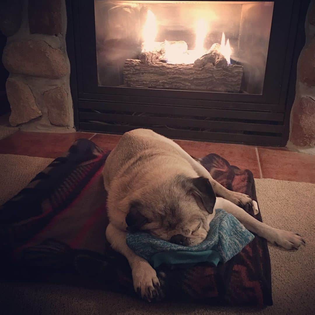 吉野紗香のインスタグラム：「Muffin slept in front of the fireplace for the first time💓#Muffin #pug #firsttime #fireplace #happy」