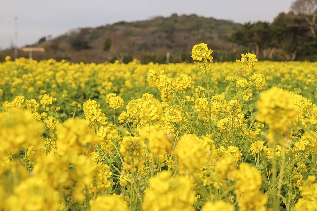 愛知県田原市のインスタグラム