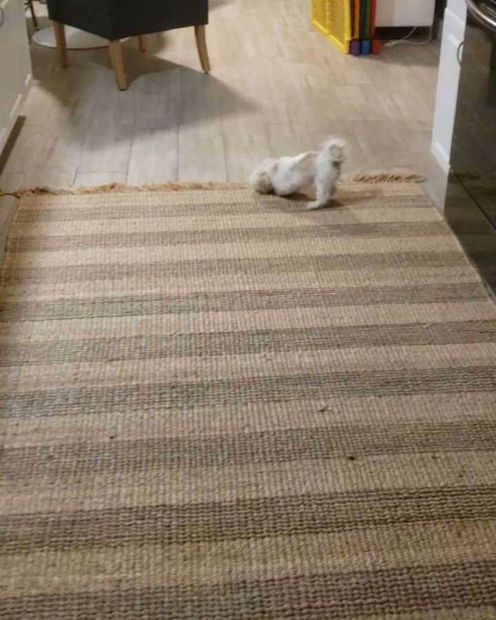 ヘイデン・バイアリーのインスタグラム：「Gus got very worried he broke the oven....🤣🤣」