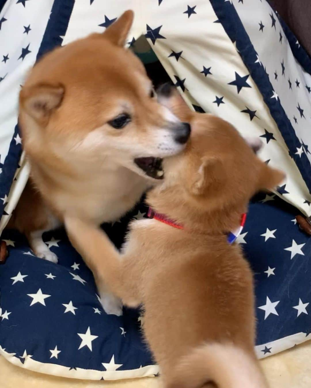 豆柴 サニーちゃんさんのインスタグラム写真 - (豆柴 サニーちゃんInstagram)「. . HELLO〜こんにちわんわん🐻🐶⛺️ . わんこ達よ 毎日おつかれさまです😊 . . #さにらむ劇場 #元気で何より #攻防戦はまだまだ続く #おねぇちゃん大好き犬 #やられたらやり返す倍返しだ #加減のお勉強中 #ハムハムしたい #サニーパンチ #ラムちゃんパンチ . #柴犬#豆柴 #赤柴 #まめしばいぬ#まめしば#いぬのきもち#ふわもこ部 #サンデイ#サンデイいぬ組#anicas#shiba_snap #shibainu#shiba#mameshiba#shibastagram #mameshibapuppy#shibapuppy #豆柴サニーちゃん#豆柴ラムちゃん#さにらむたん #さにらむ2020」1月15日 12時21分 - sunny_rei_32