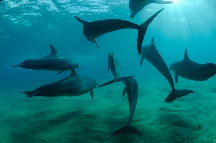 Thomas Peschakさんのインスタグラム写真 - (Thomas PeschakInstagram)「The Ponta Do Ouro Marine Reserve encompasses the magical Indian Ocean coastline of Mozambique’s Maputo Special Reserve. A few years ago I lived along this coast for a few months shooting a story for @NatGeo magazine about southern Africa’s marine protected areas. I documented everything from bottlenose dolphins and vast schools of baitfish to park rangers teaching in a remote bush school and ensuring that all children were properly vaccinated. Conservation needs to be as much focused on people as on biodiversity. To be successful communities  living within or along the edges of protected areas need to accrue regular direct benefits (education, medical care, tourism revenues, improved legal harvests due to biomass spill over out of reserves etc... ). All photographs were shot in partnership with @anacconservacao the agency that oversees all protected areas in #Mozambique. Give them a follow if you want to learn more about conservation efforts in Mozambique.」1月15日 23時17分 - thomaspeschak