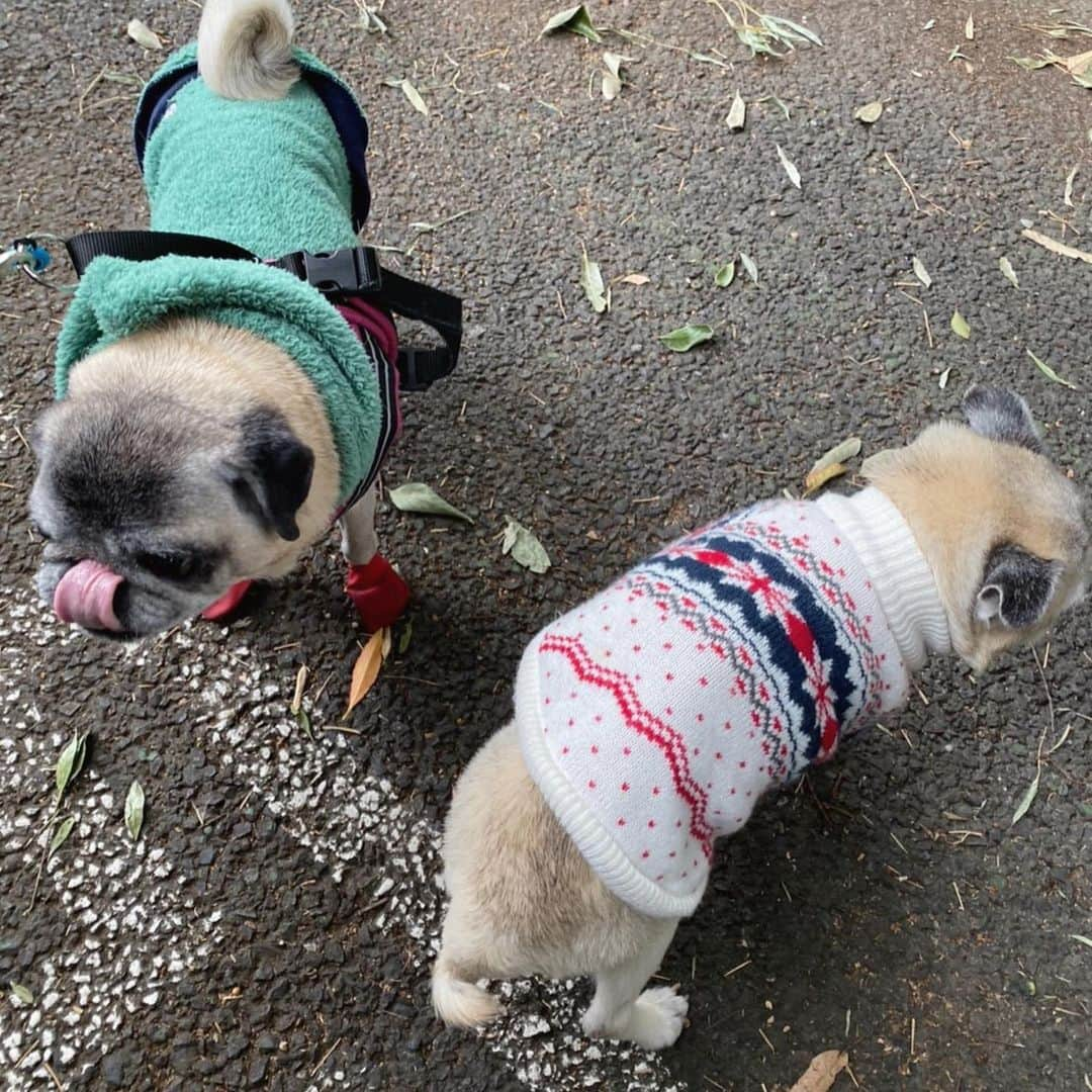 八兵衛さんのインスタグラム写真 - (八兵衛Instagram)「Hachibei & friend Guli 😊💕 * * あけおめ通院の じぃじたちの 撮影タイムは自由😂 * *  #ほぼ黒パグ #おじいちゃん犬 #pug #puggy #puglife #puglove #petstagram #pugstagram #pugsofinstagram #pugs #dog #ふわもこ部  @igersjp #IGersJP #east_dog_japan #pecoイヌ部 #八兵衛 #はちべえ #朝ワンコ夕ニャンコ」1月15日 23時19分 - huxxi