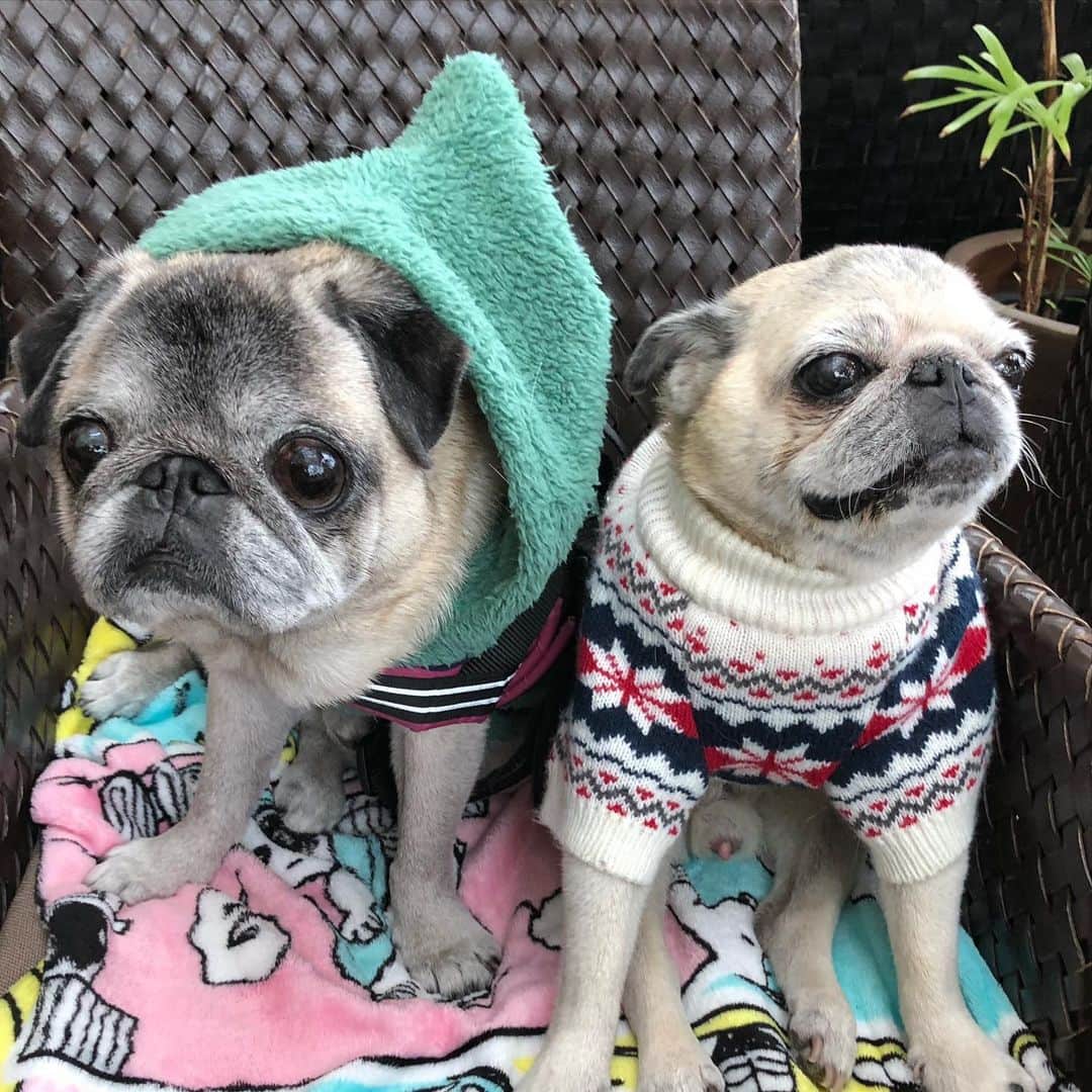 八兵衛のインスタグラム：「Hachibei & friend Guli 😊💕 * * あけおめ通院の じぃじたちの 撮影タイムは自由😂 * *  #ほぼ黒パグ #おじいちゃん犬 #pug #puggy #puglife #puglove #petstagram #pugstagram #pugsofinstagram #pugs #dog #ふわもこ部  @igersjp #IGersJP #east_dog_japan #pecoイヌ部 #八兵衛 #はちべえ #朝ワンコ夕ニャンコ」