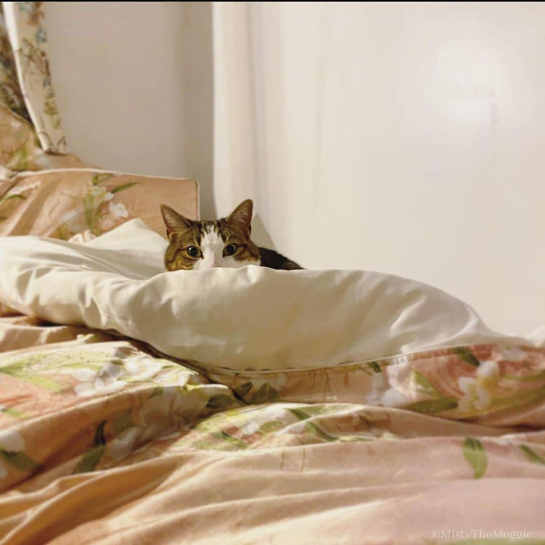 Misty The Moggieのインスタグラム：「Hiding in the bed mountains. She cannot see me. I claim this land of snooze as my own!」