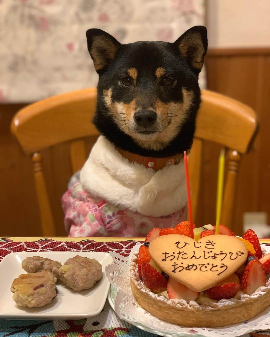 平山ユージさんのインスタグラム写真 - (平山ユージInstagram)「ひじき2歳の誕生日🐾 Happy Birthday Hijiki🎉🎉 #chocolateandhijiki #高麗神社」1月15日 22時03分 - yuji_hirayama_stonerider