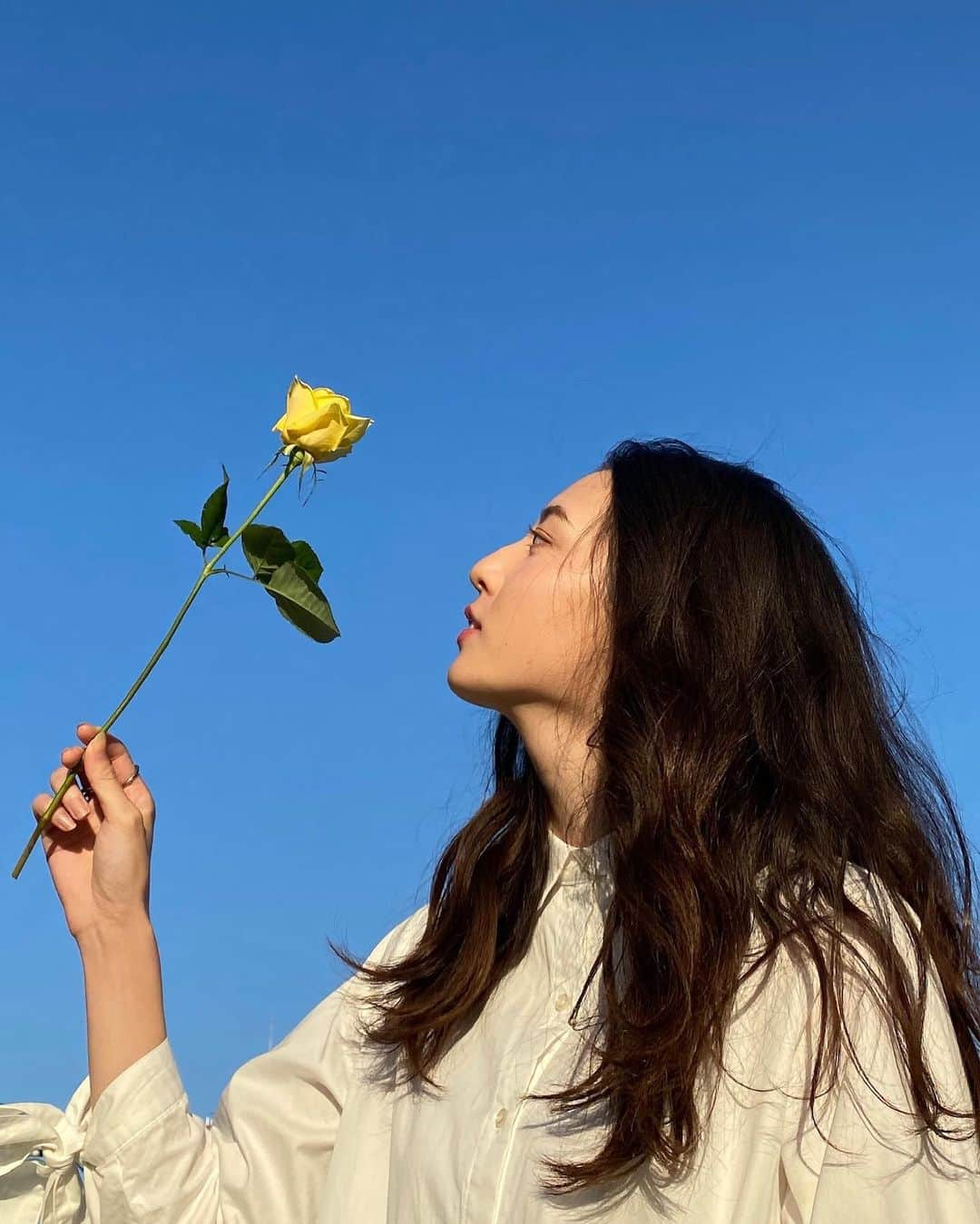 宮原華音さんのインスタグラム写真 - (宮原華音Instagram)「綺麗な青空と綺麗な薔薇🌹 青野楓 @kaede626 のセンス抜群です。 #kaedespic #青空 #薔薇 #黄色い薔薇 #白シャツコーデ #白シャツ #空 #sky #黄色い薔薇 #フォロワー募集中 #ポートレート #photo #photography」1月15日 22時03分 - miyahara_kanon