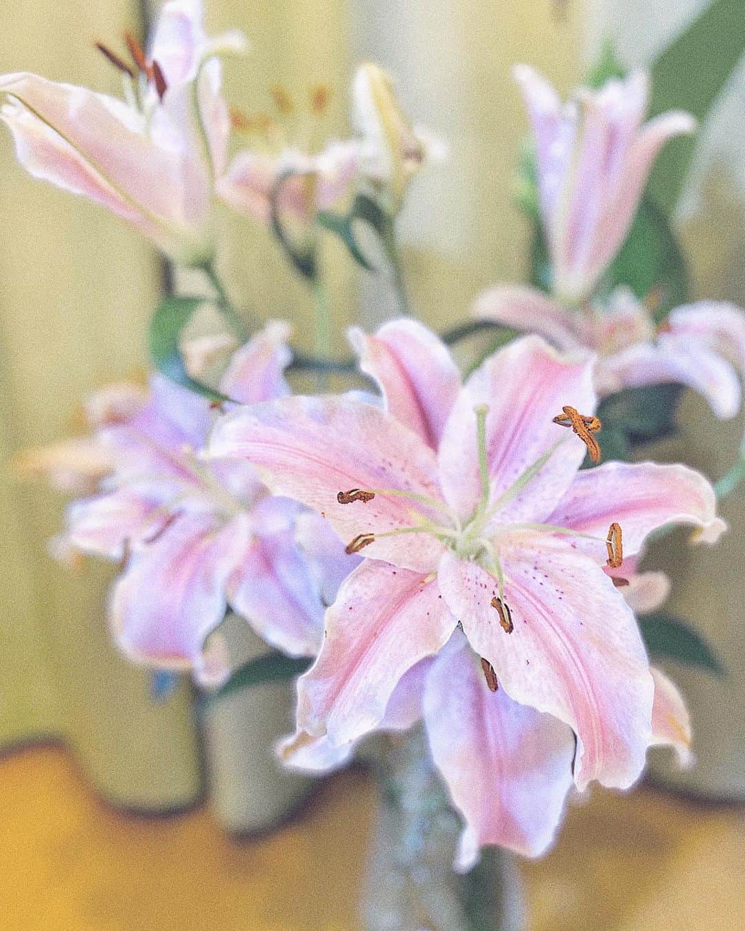 布川桃花さんのインスタグラム写真 - (布川桃花Instagram)「撮影後にいただいたユリの花🌷 . バタバタしていて花瓶に入れるのが 遅くなっちゃったんだけど 枯れたところを切ってお水を毎日 変えてあげてたら蕾だったお花が たくさん咲いてくれた💕 . お部屋がいい香りで包まれてる😚」1月15日 22時02分 - momoka_fukawa